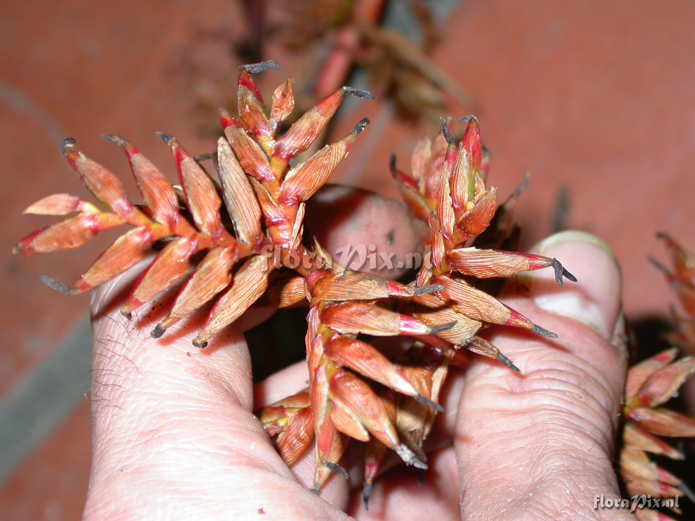 Tillandsia truncata truncata truncata L.B. Sm.