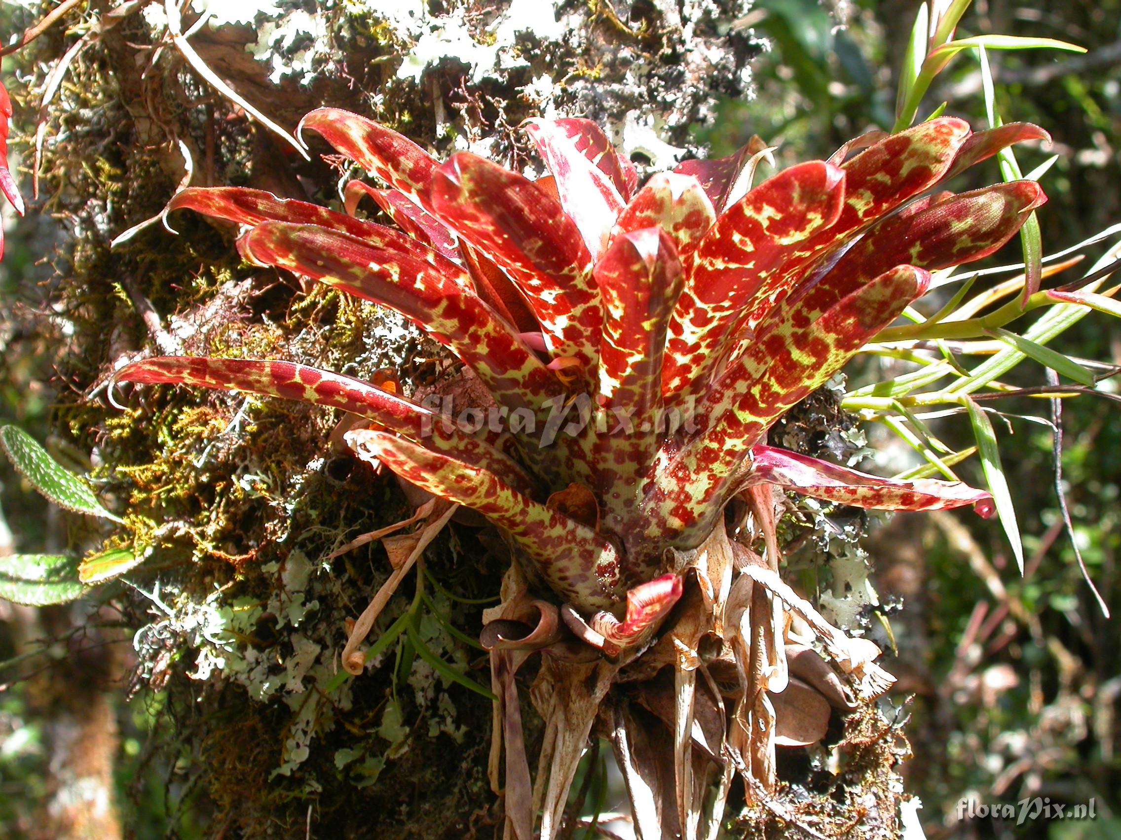 Tillandsia biflora