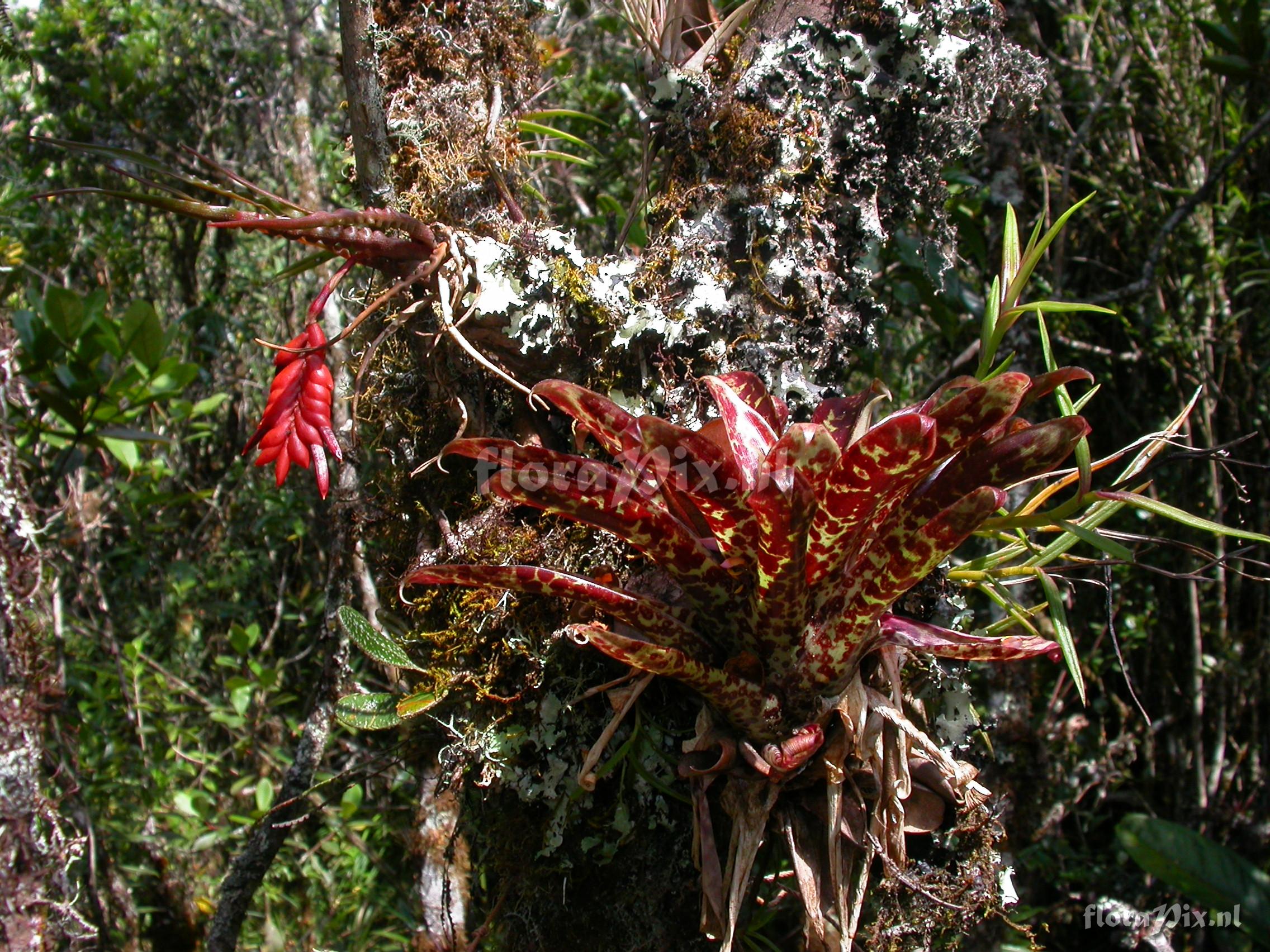 Racinaea undulifolia (Mez) H.Luther