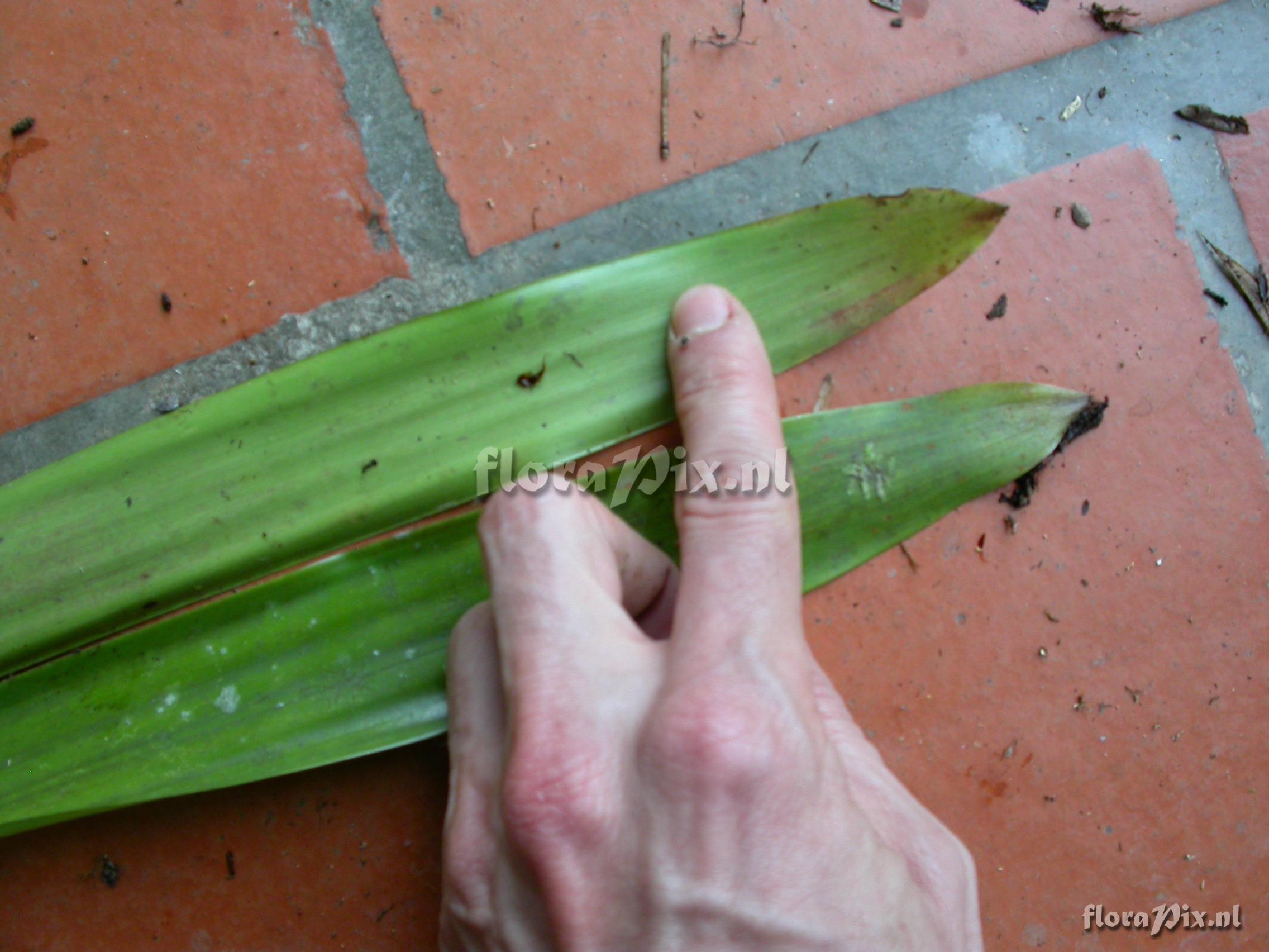 Guzmania sp. nov. 