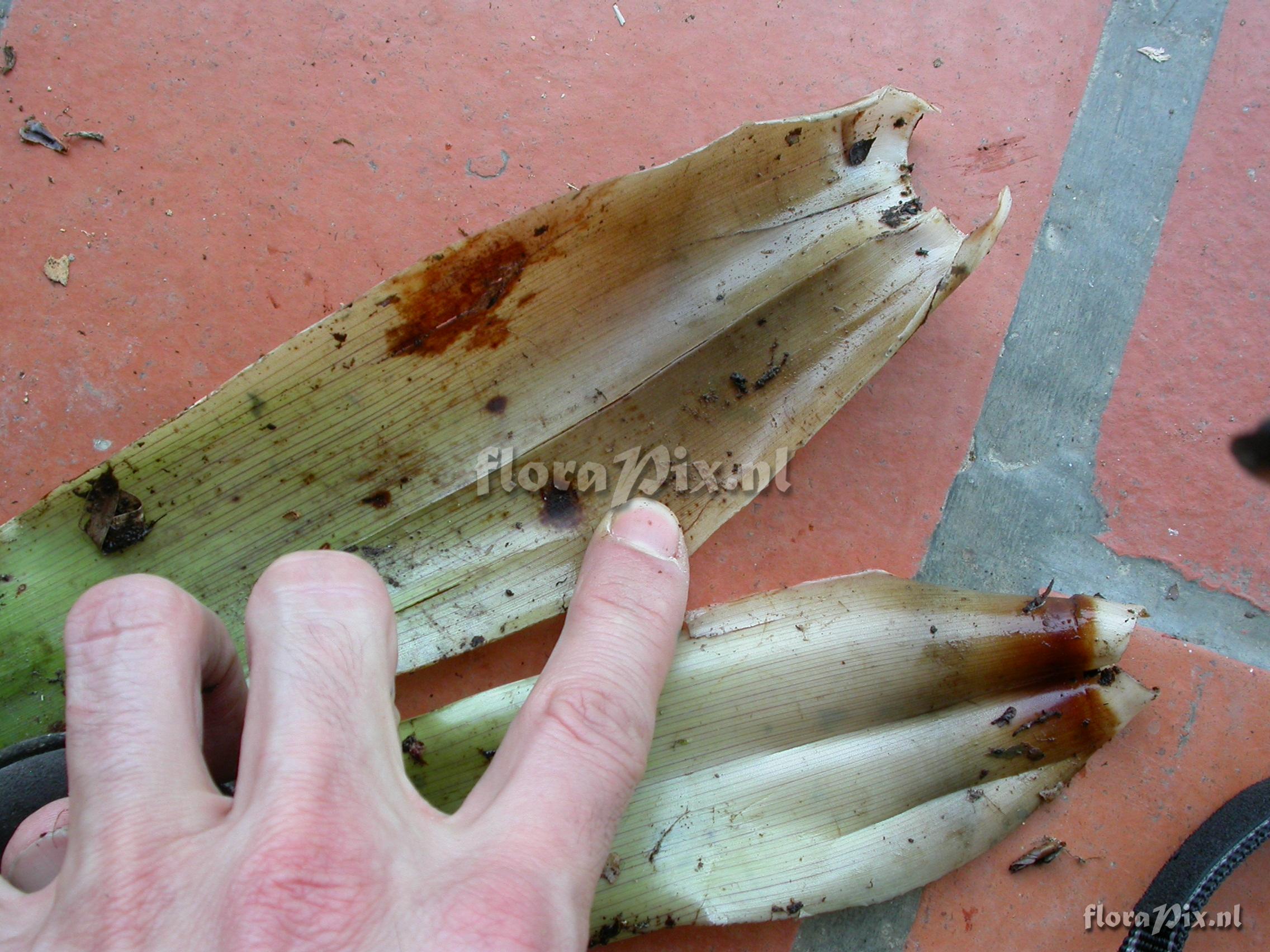 Guzmania sp. nov. 