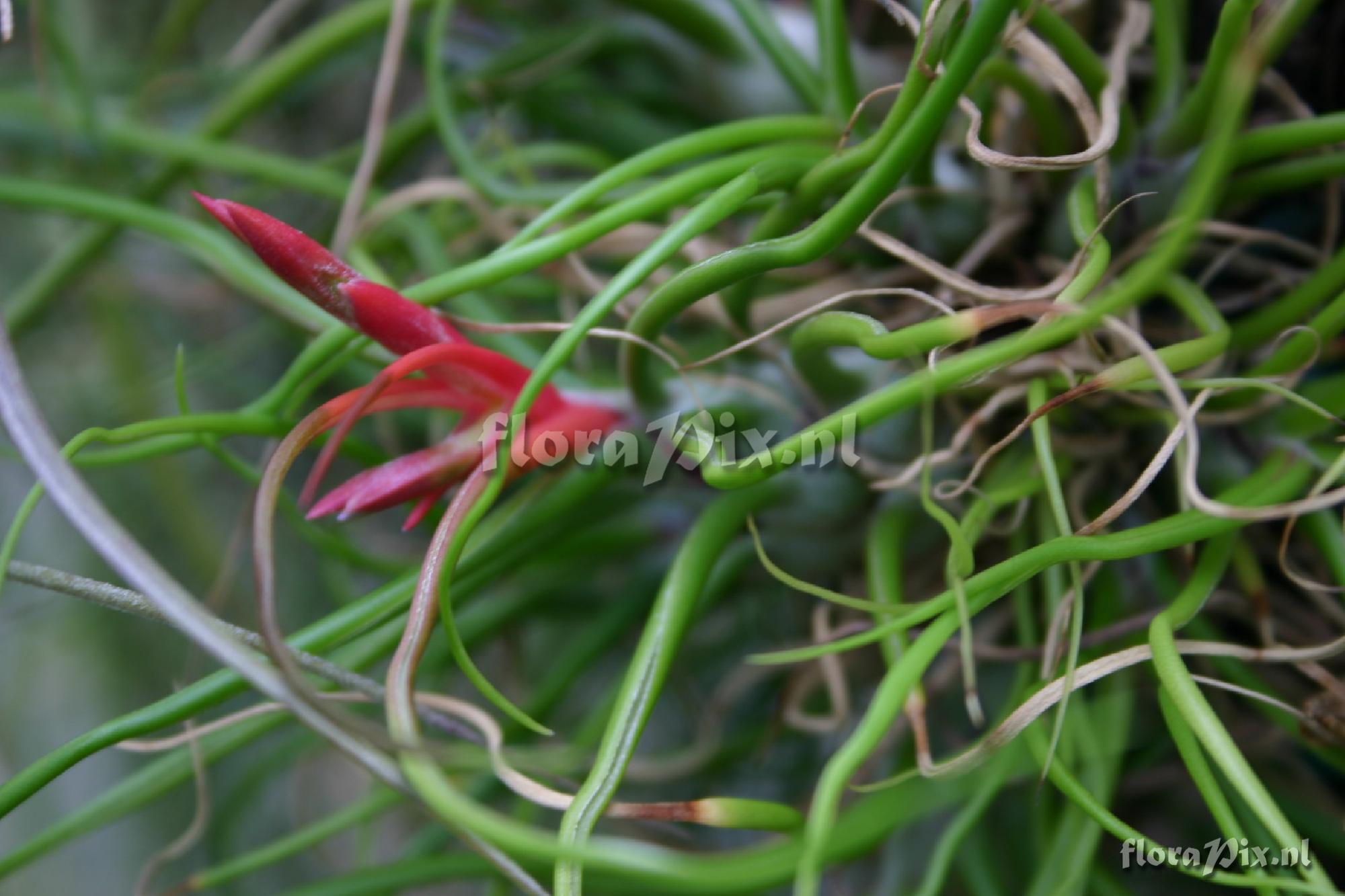 Tillandsia bulbosa