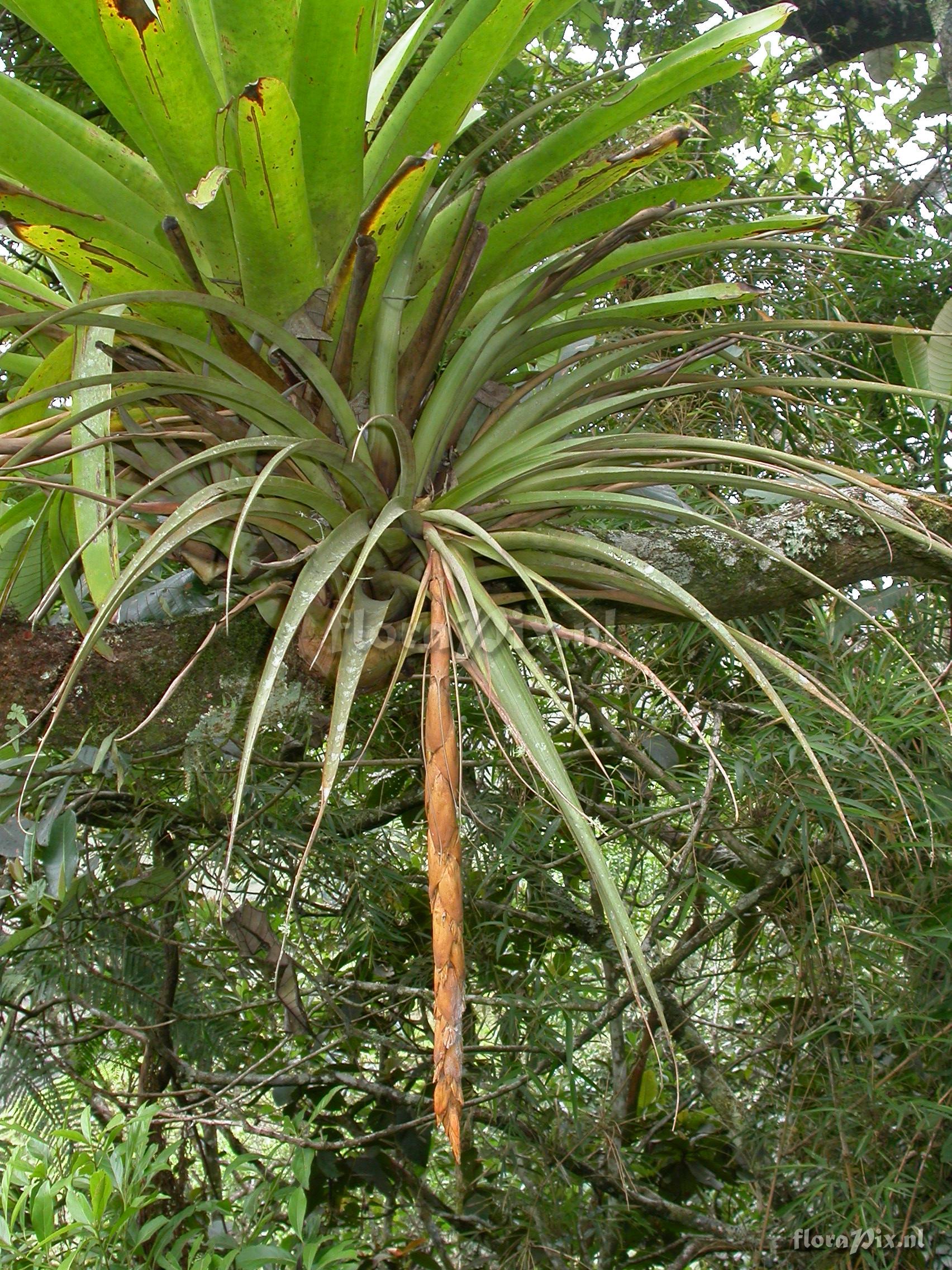 Vriesea tequendamae (Andre)L.B.Sm.