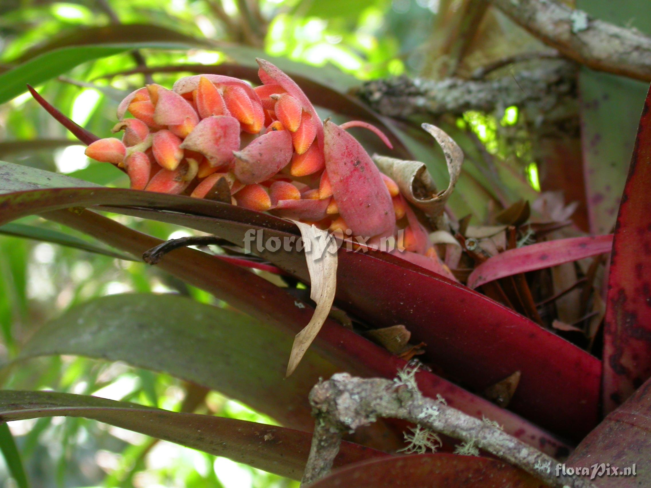 Racinaea tetrantha cf var. aurantiaca 