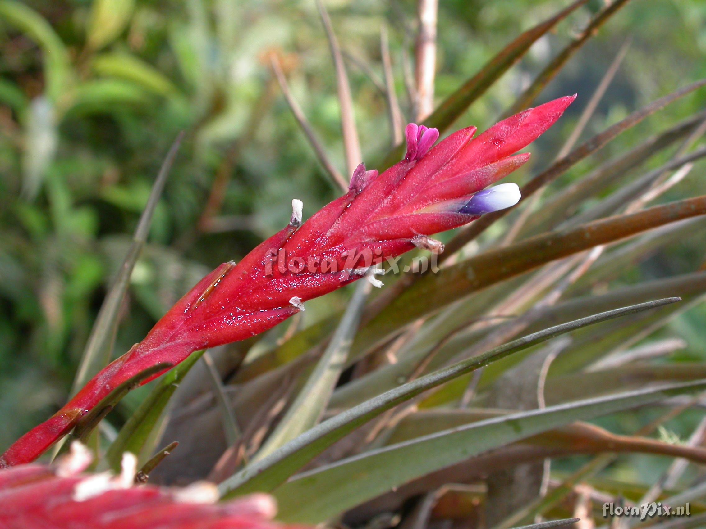 Tillandsia heterandra (Andr) L.B. Sm.