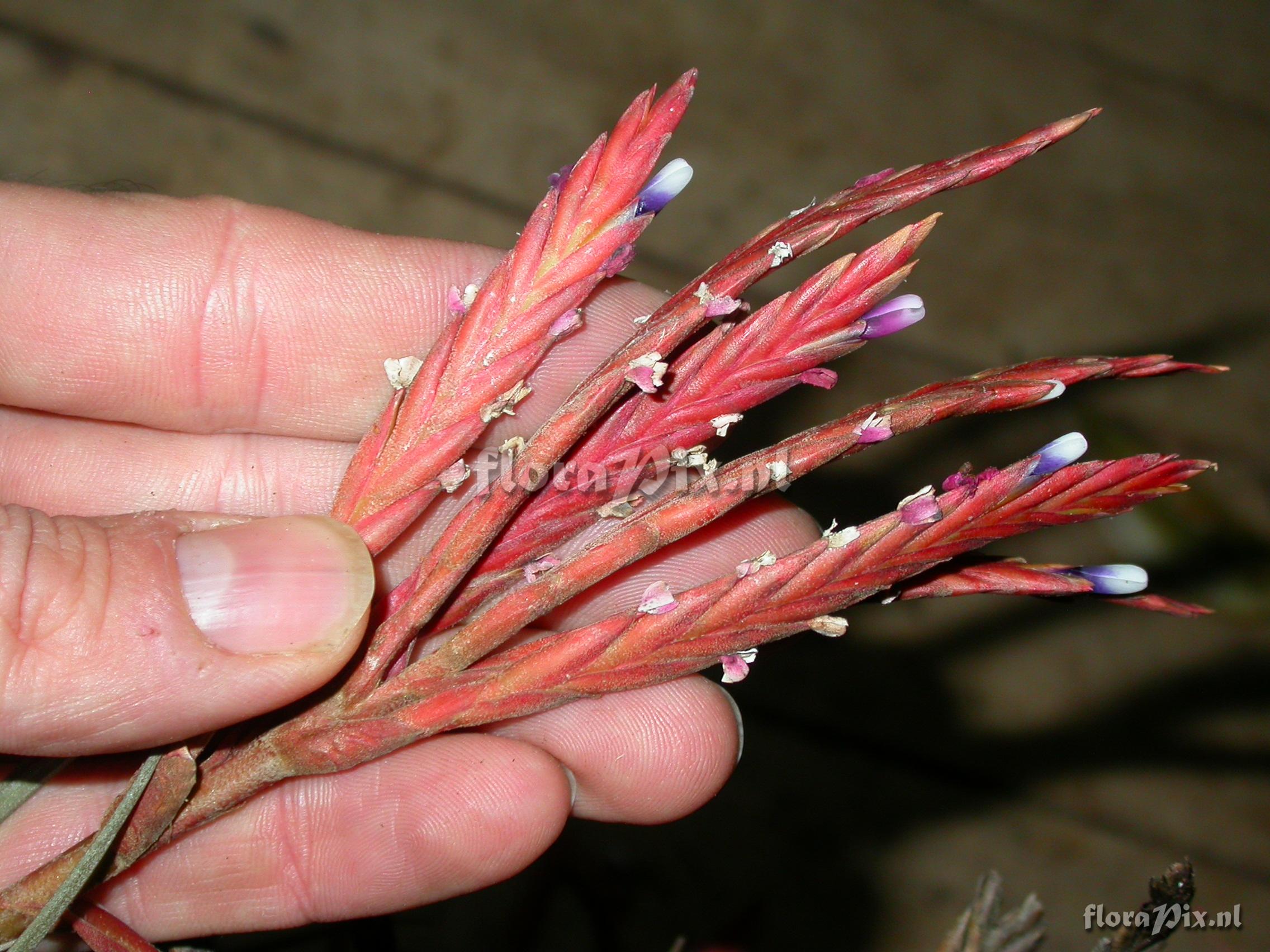 Tillandsia heterandra (Andr) L.B. Sm.