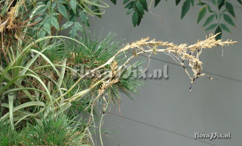 Tillandsia balbisiana