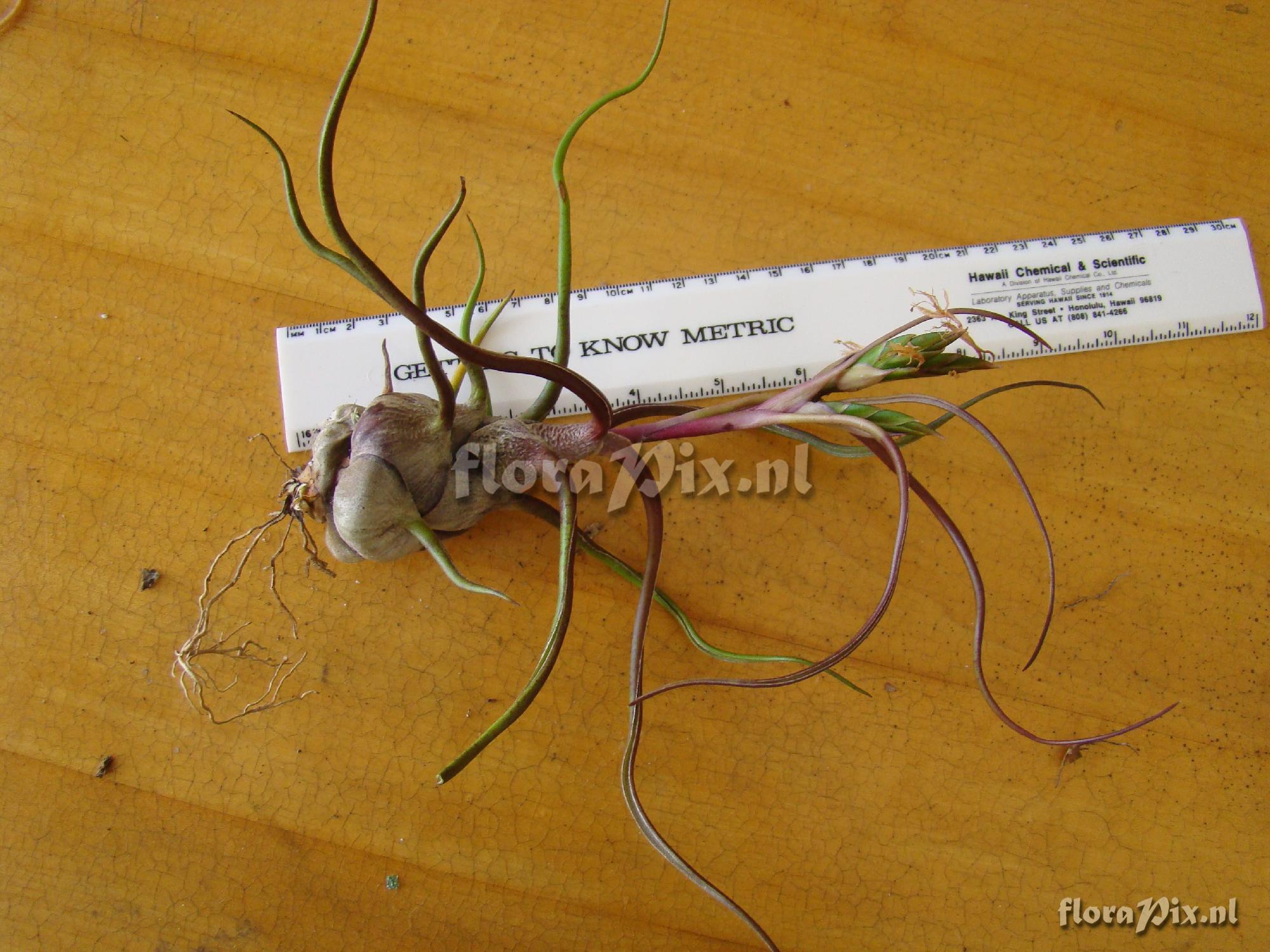 Tillandsia bulbosa