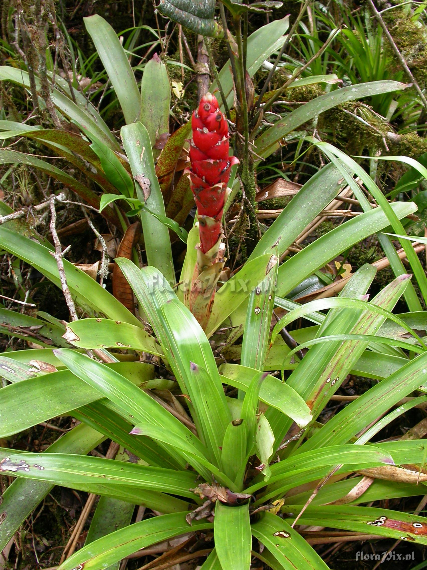 Guzmania  