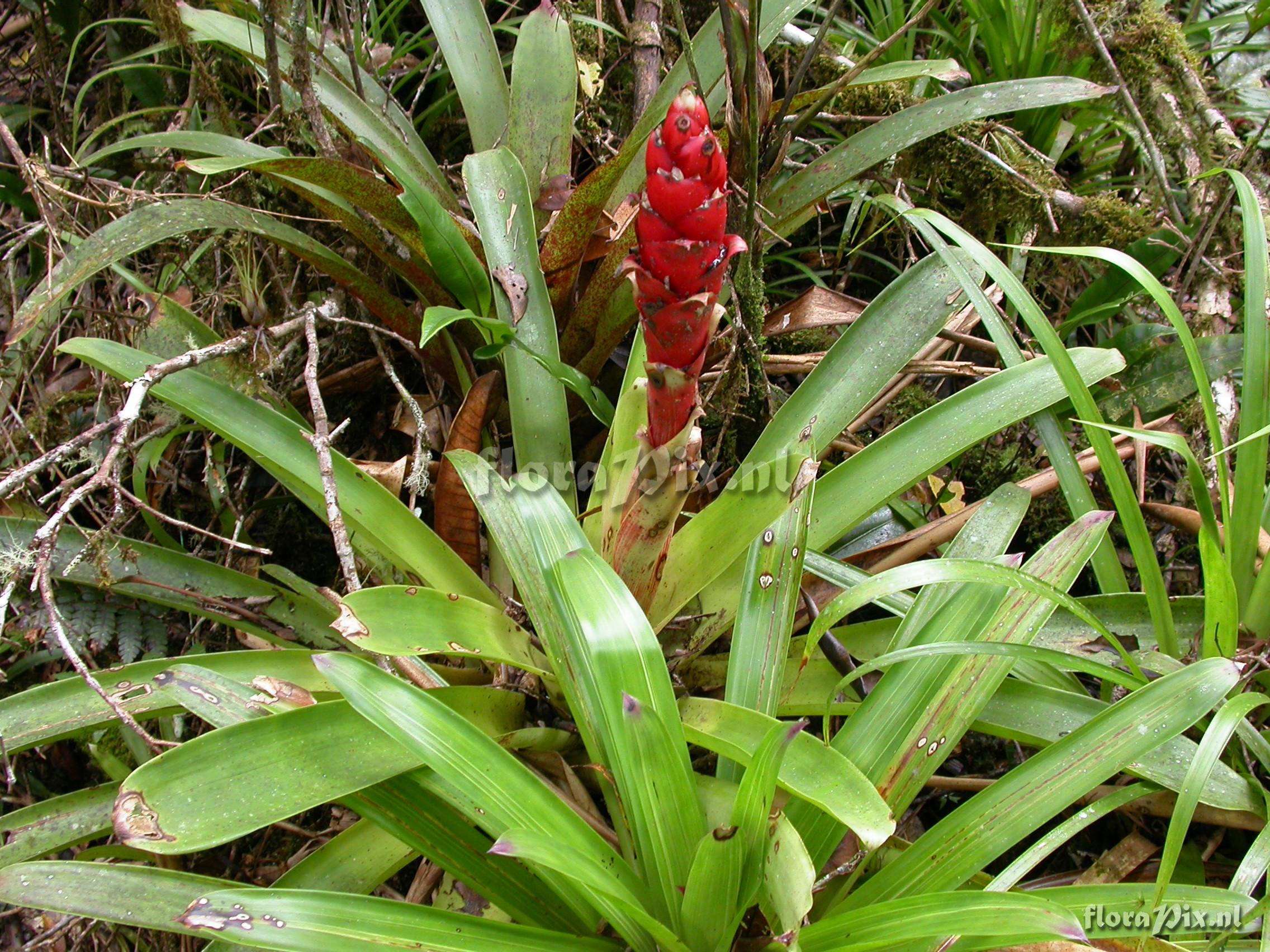 Guzmania  