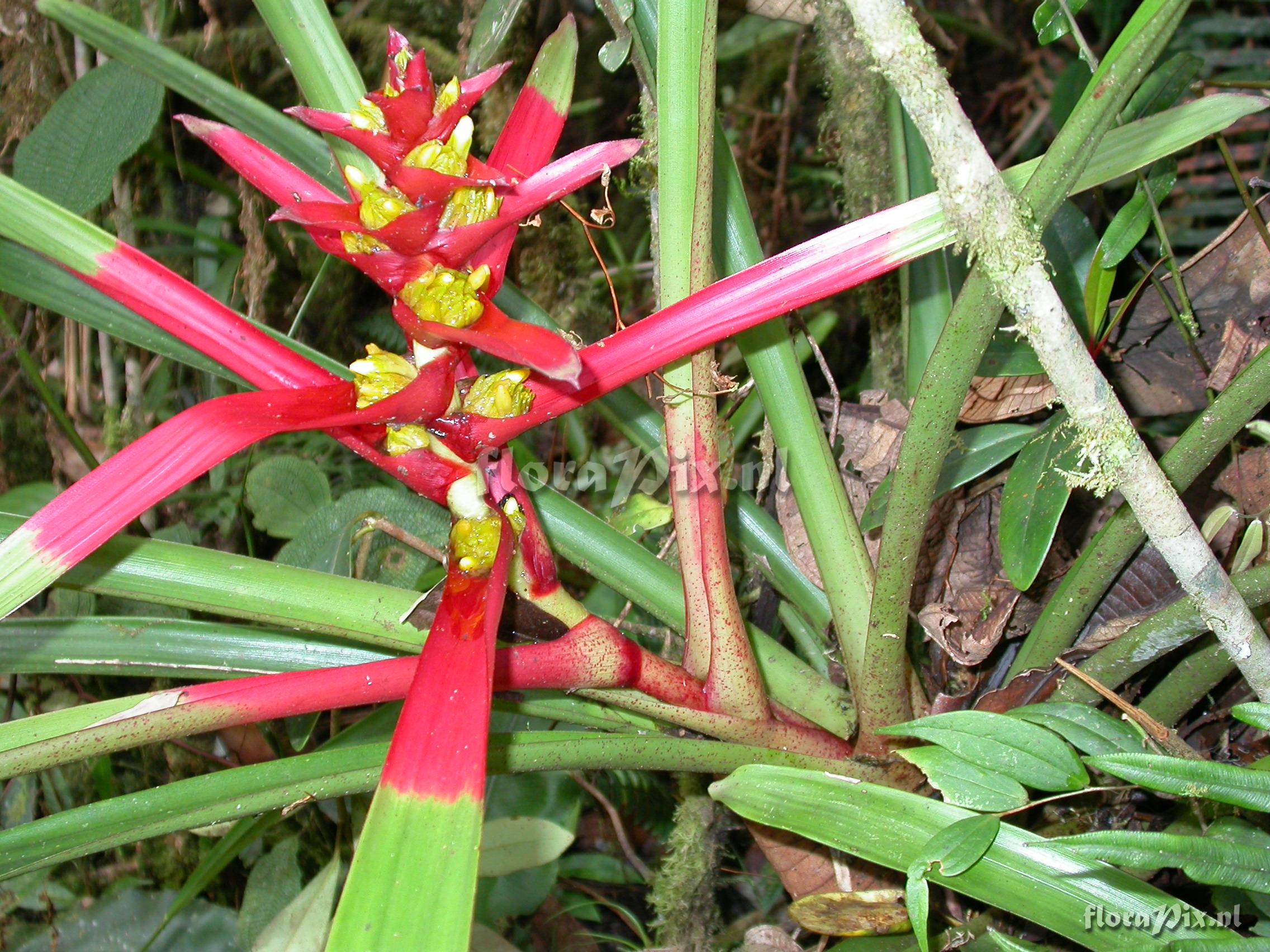 Guzmania sp- nov. 