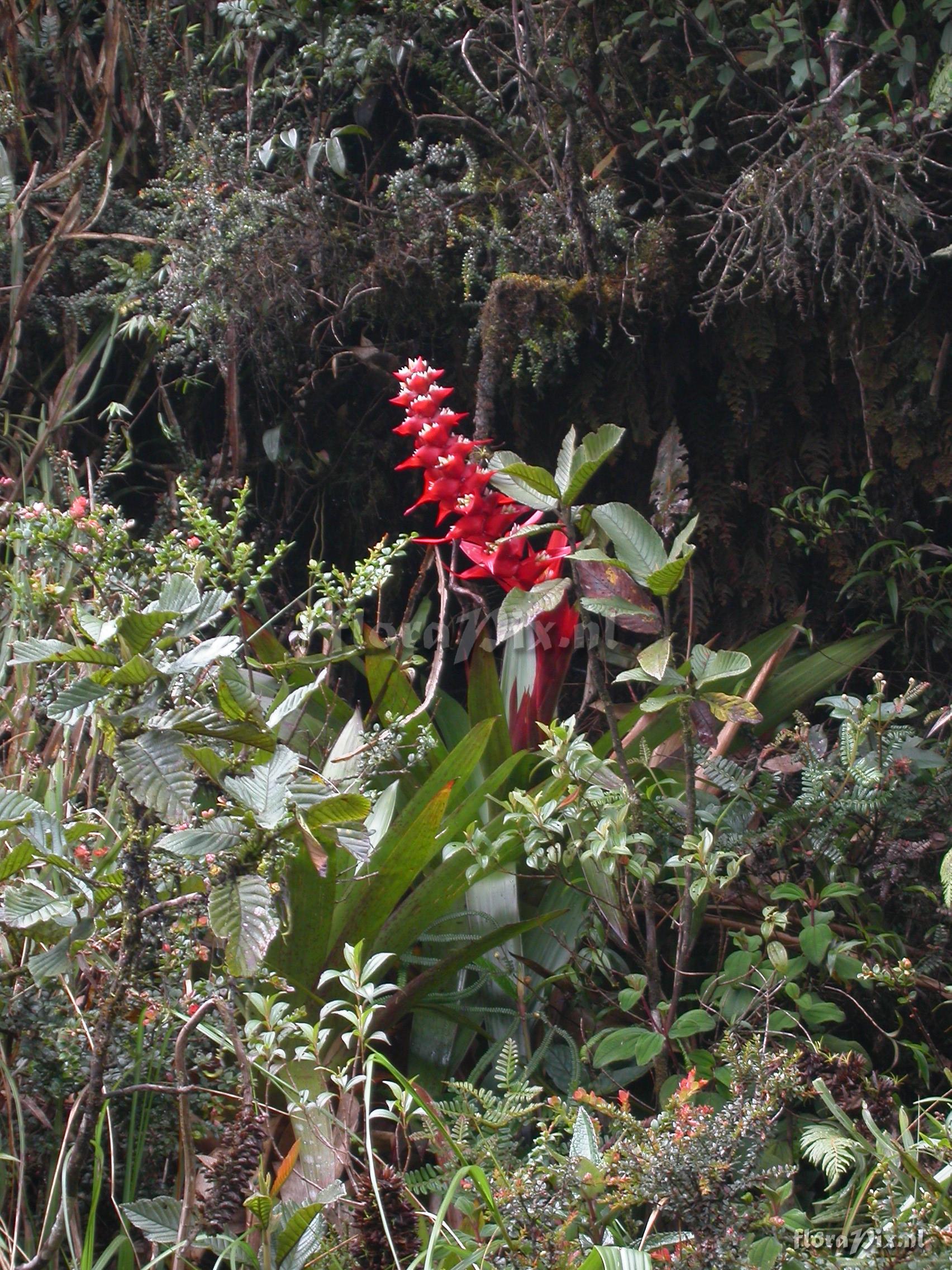 Mezobromelia cf. capituligera 