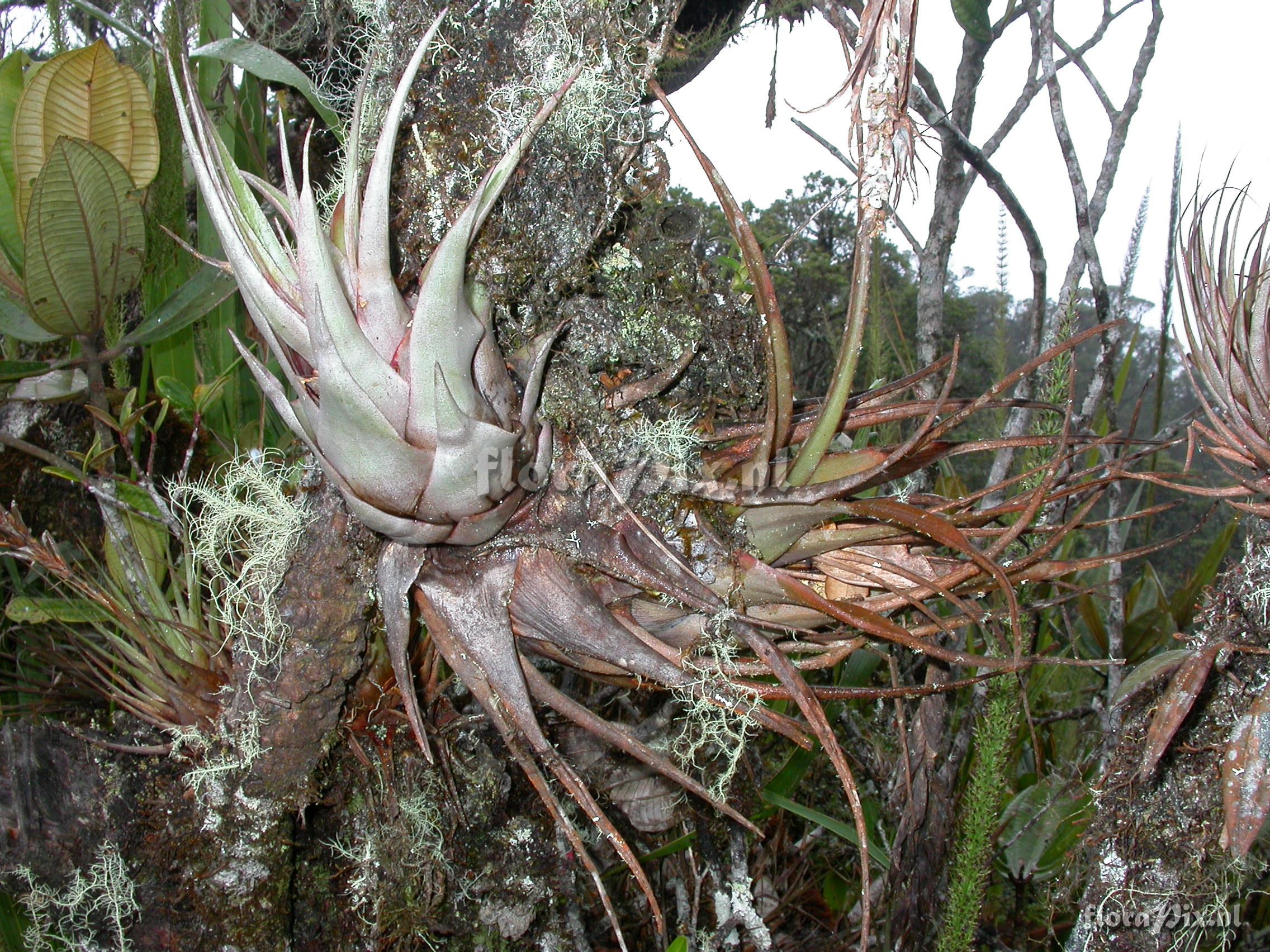 Vriesea cf. limonensis Rauh