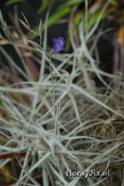 Tillandsia caerulea