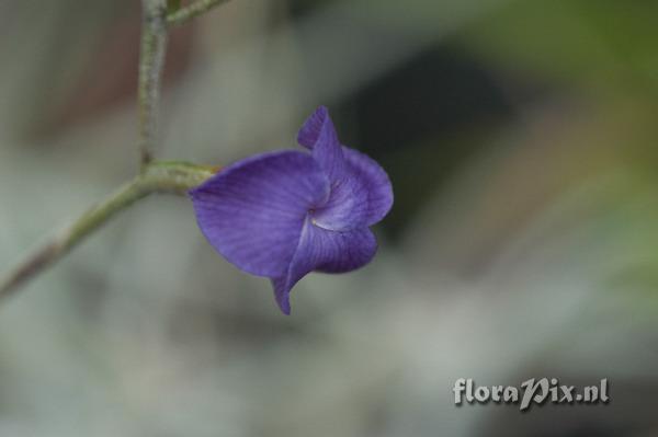 Tillandsia caerulea