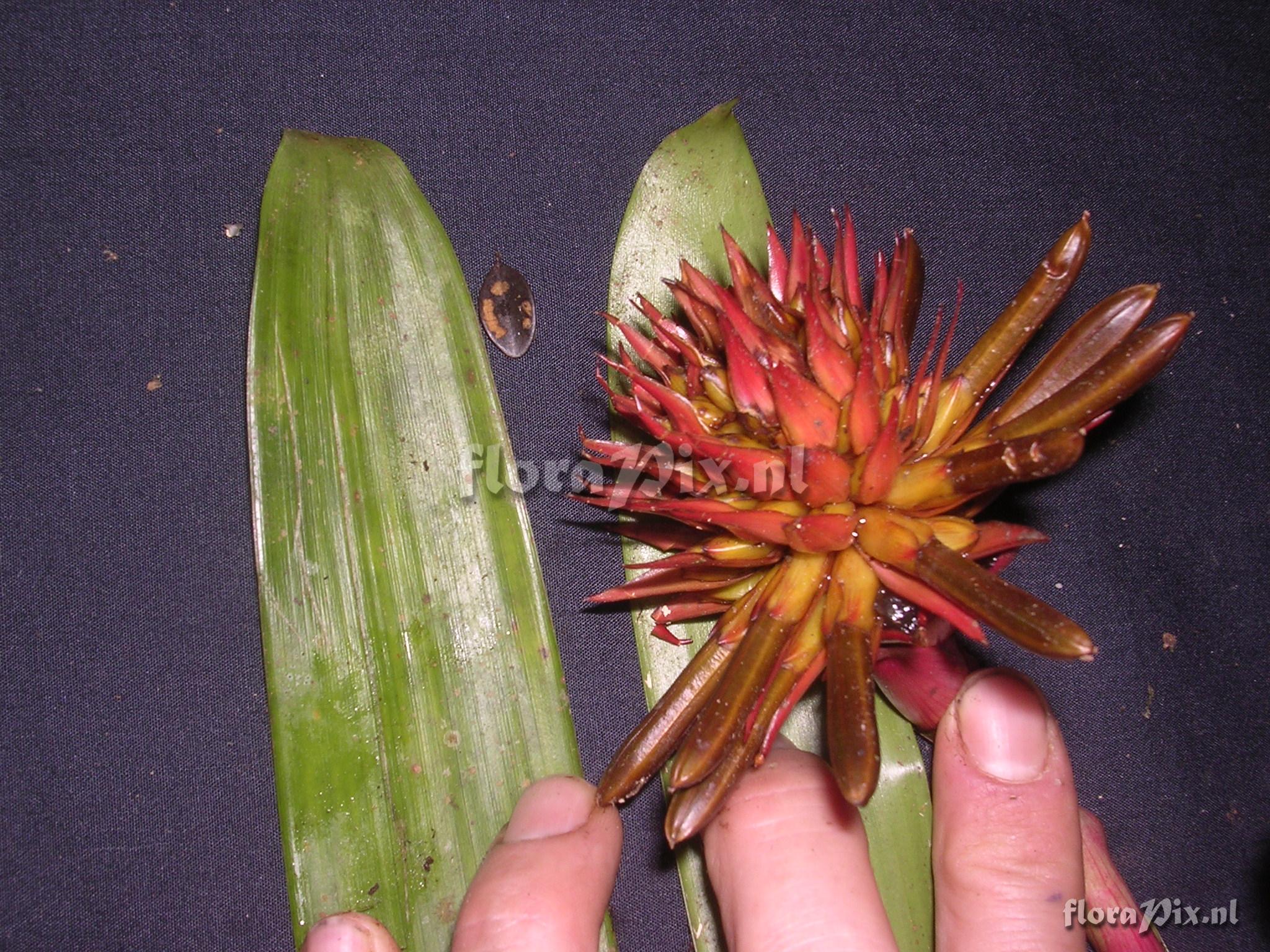 Guzmania bessae Luther