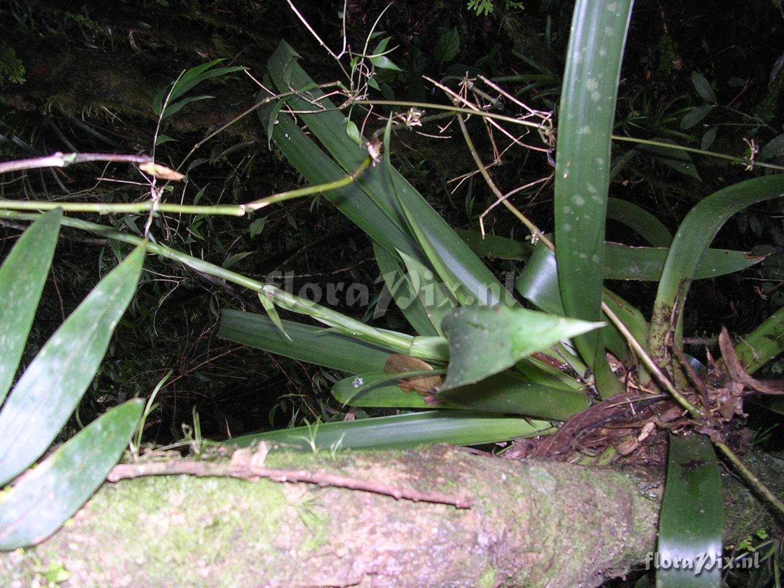 Guzmania confusa L.B. Sm.