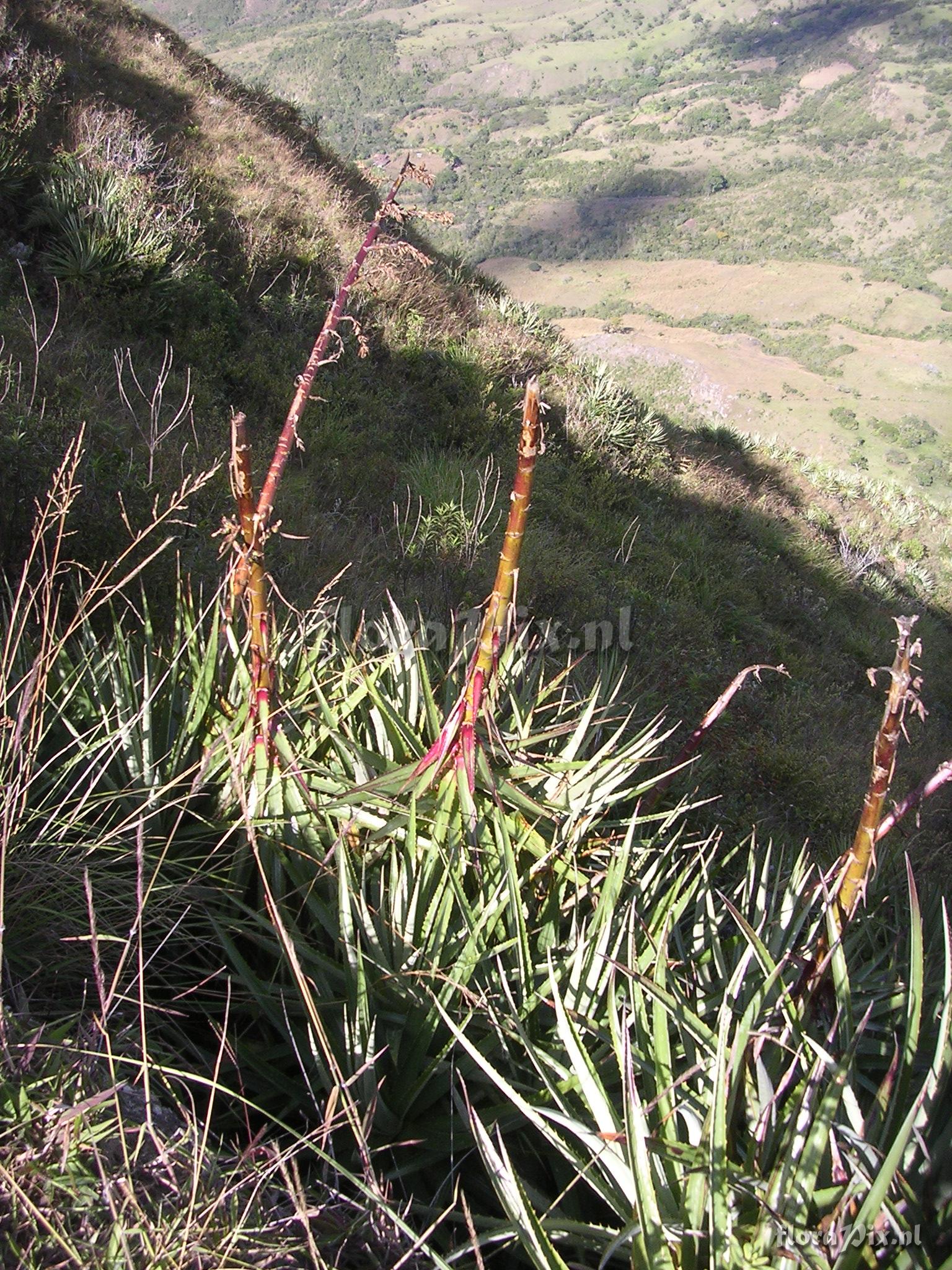 Puya cf parviflora  L.B. Sm. 