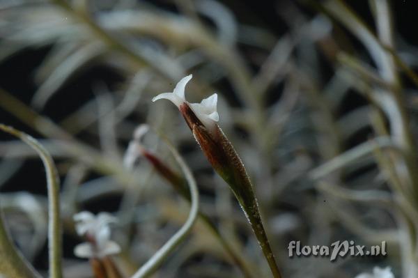 Tillandsia capillaris