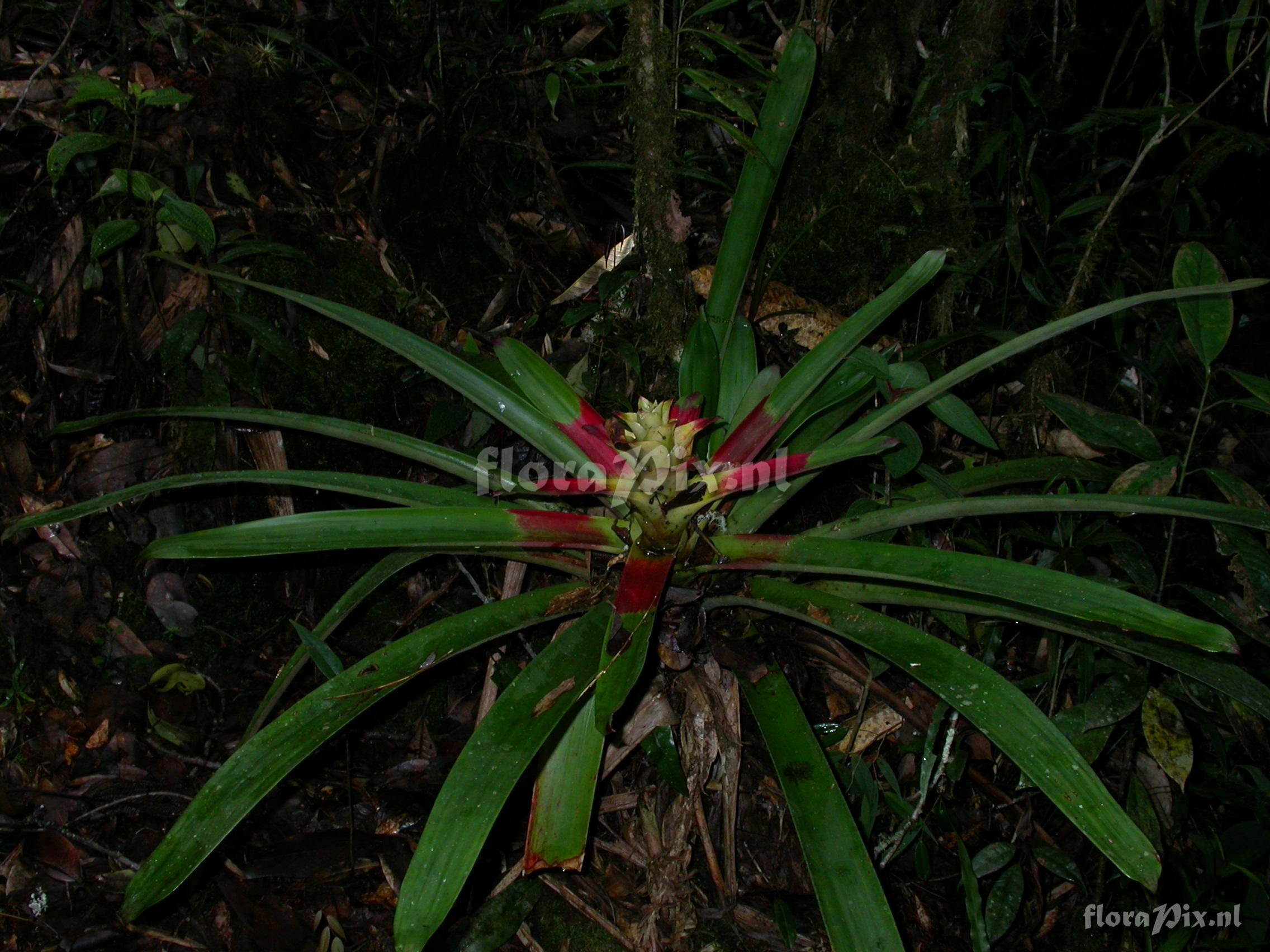 Guzmania squarrosa (Mez & Sodiro) L.B. Smith & Pittd.