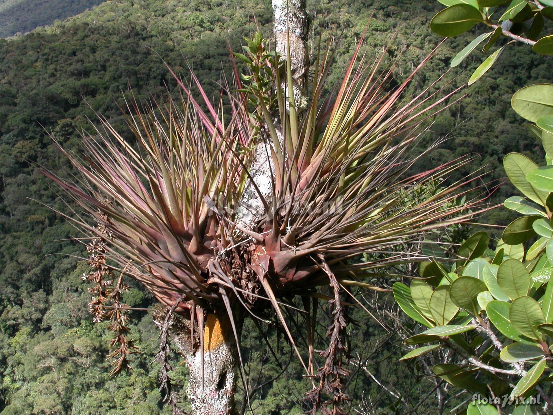 Vriesea appendiculata 