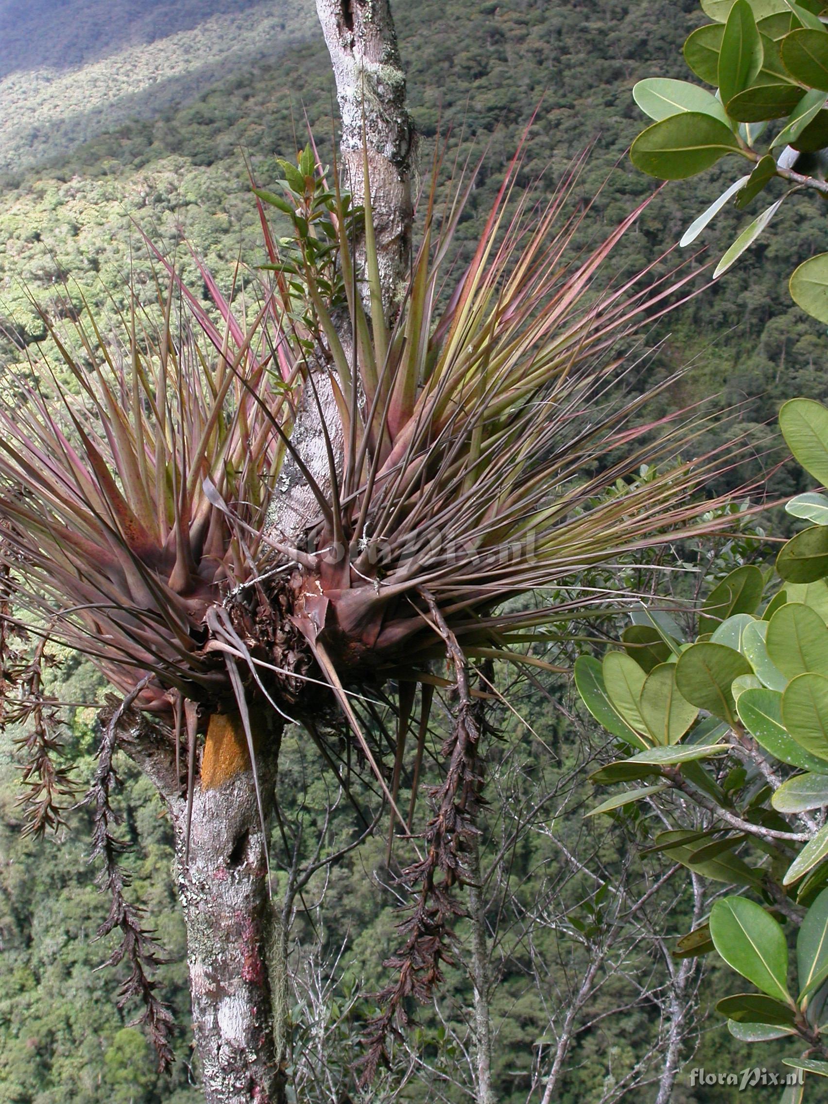 Vriesea appendiculata 