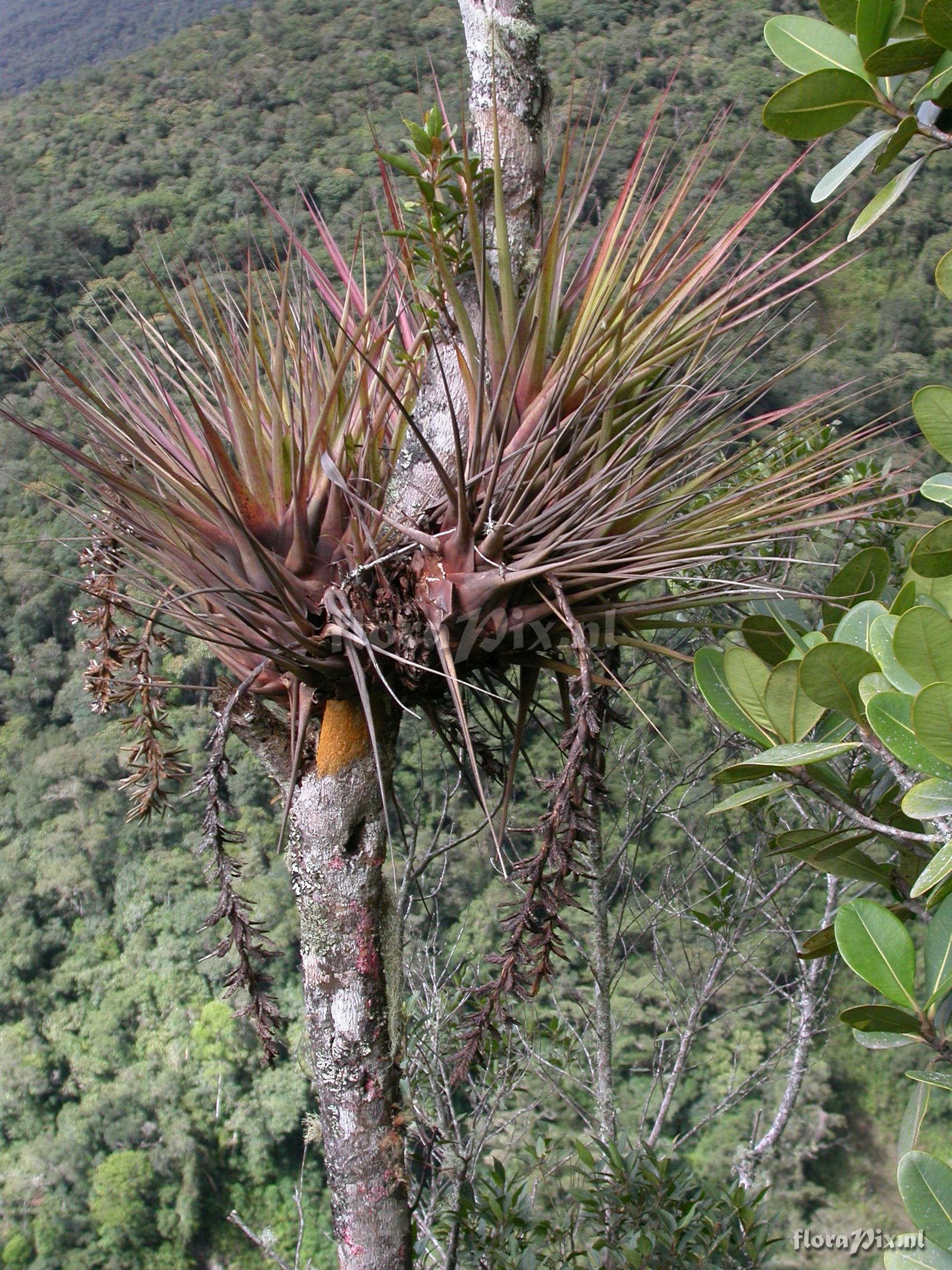 Vriesea appendiculata 