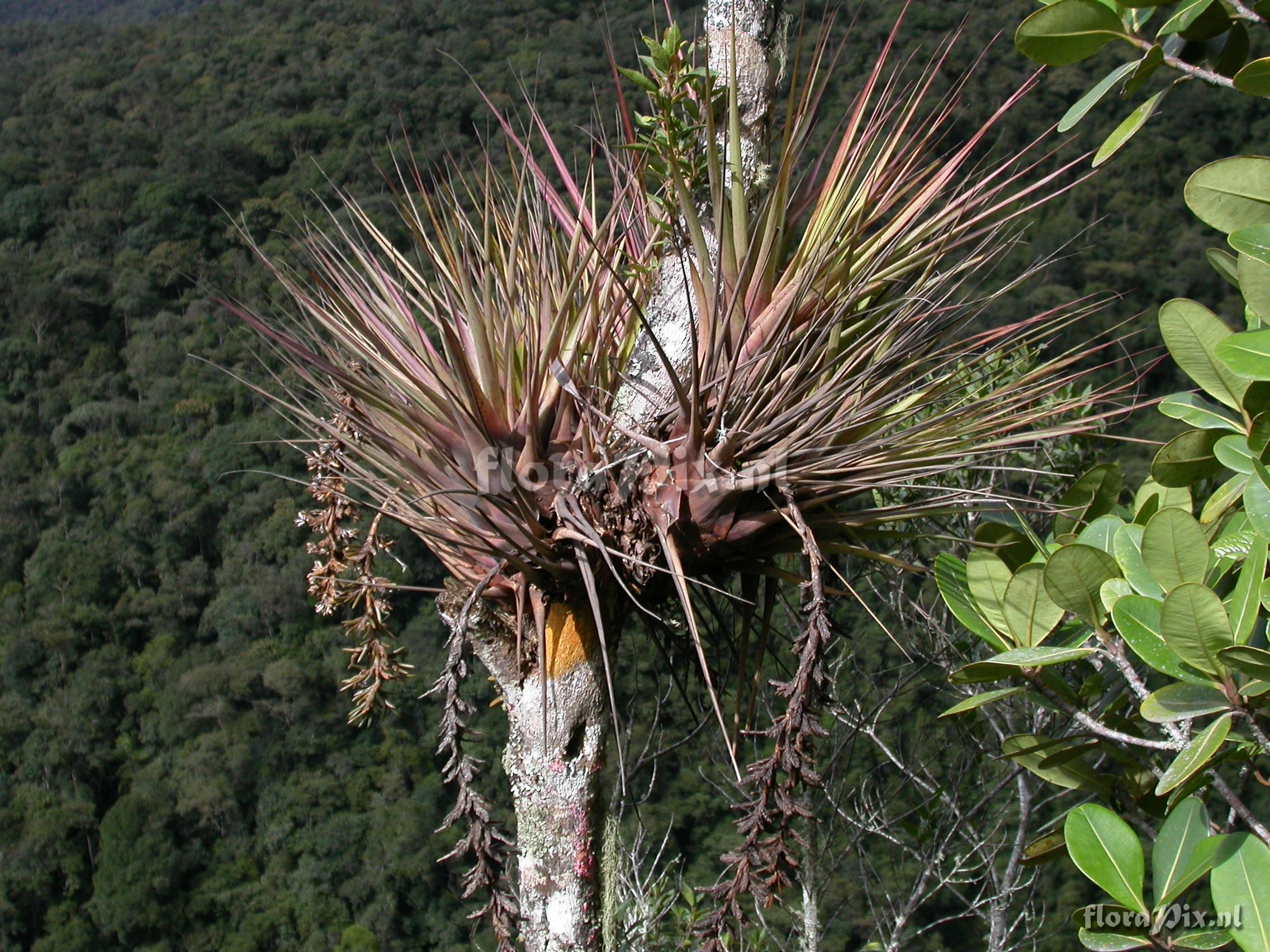 Vriesea appendiculata 