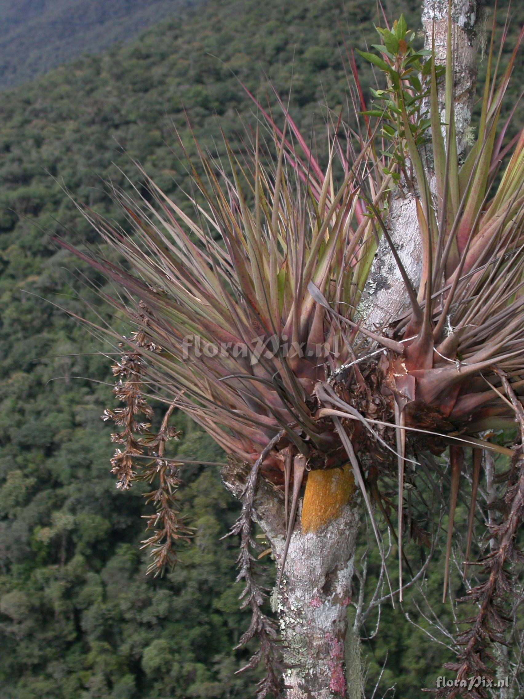 Vriesea appendiculata 