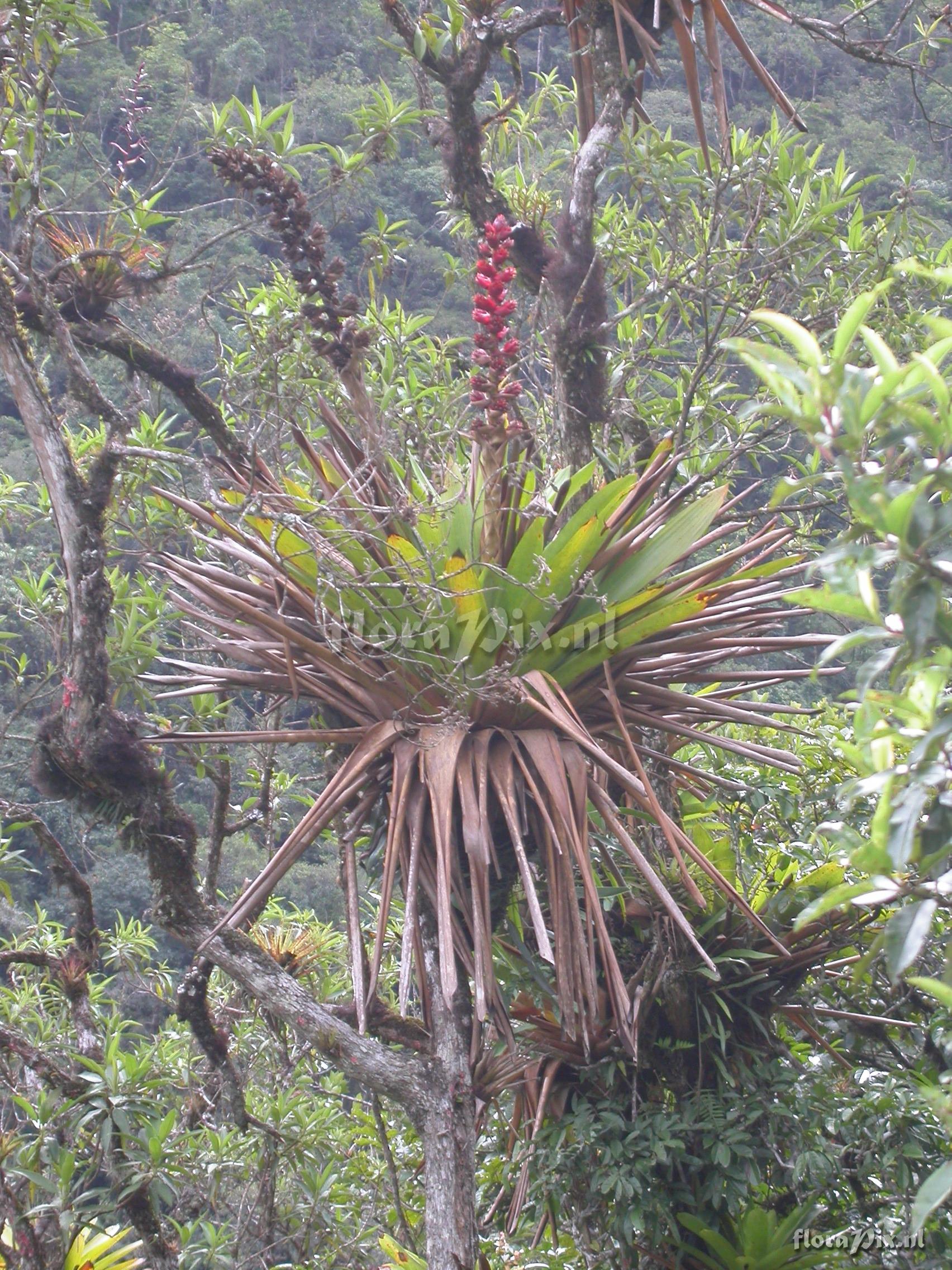 Mezobromelia capituligera