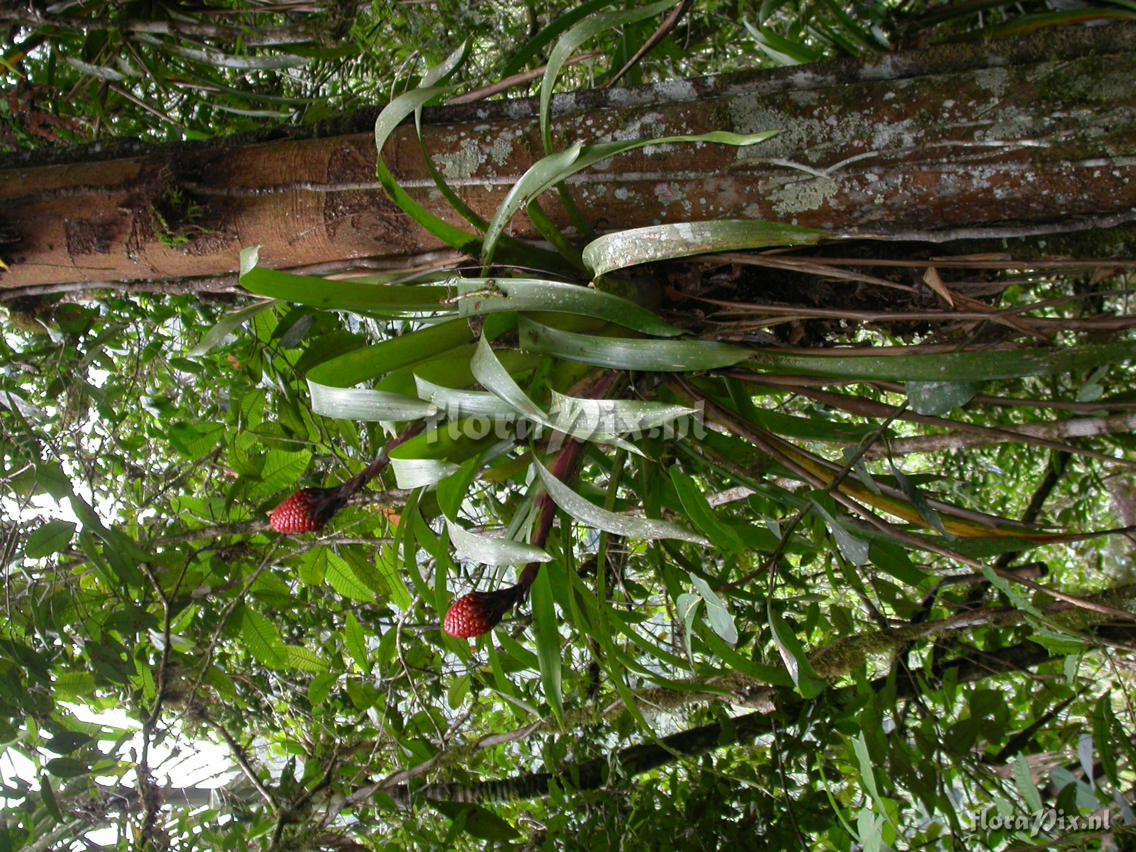 Guzmania claviformis