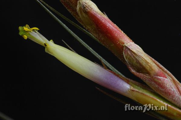 Tillandsia sp.nov.Ehlers