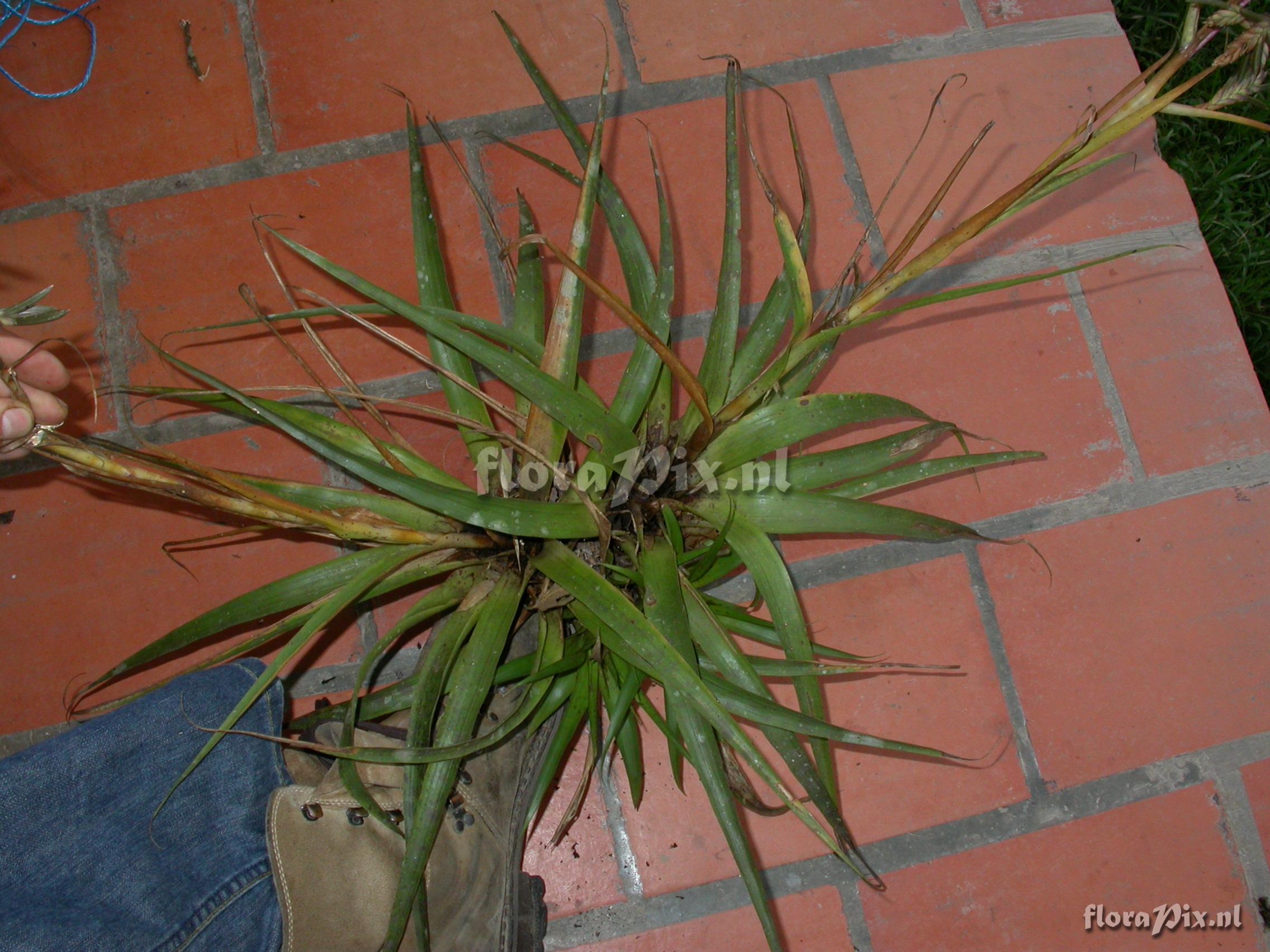 Tillandsia barbeyana Wittm.