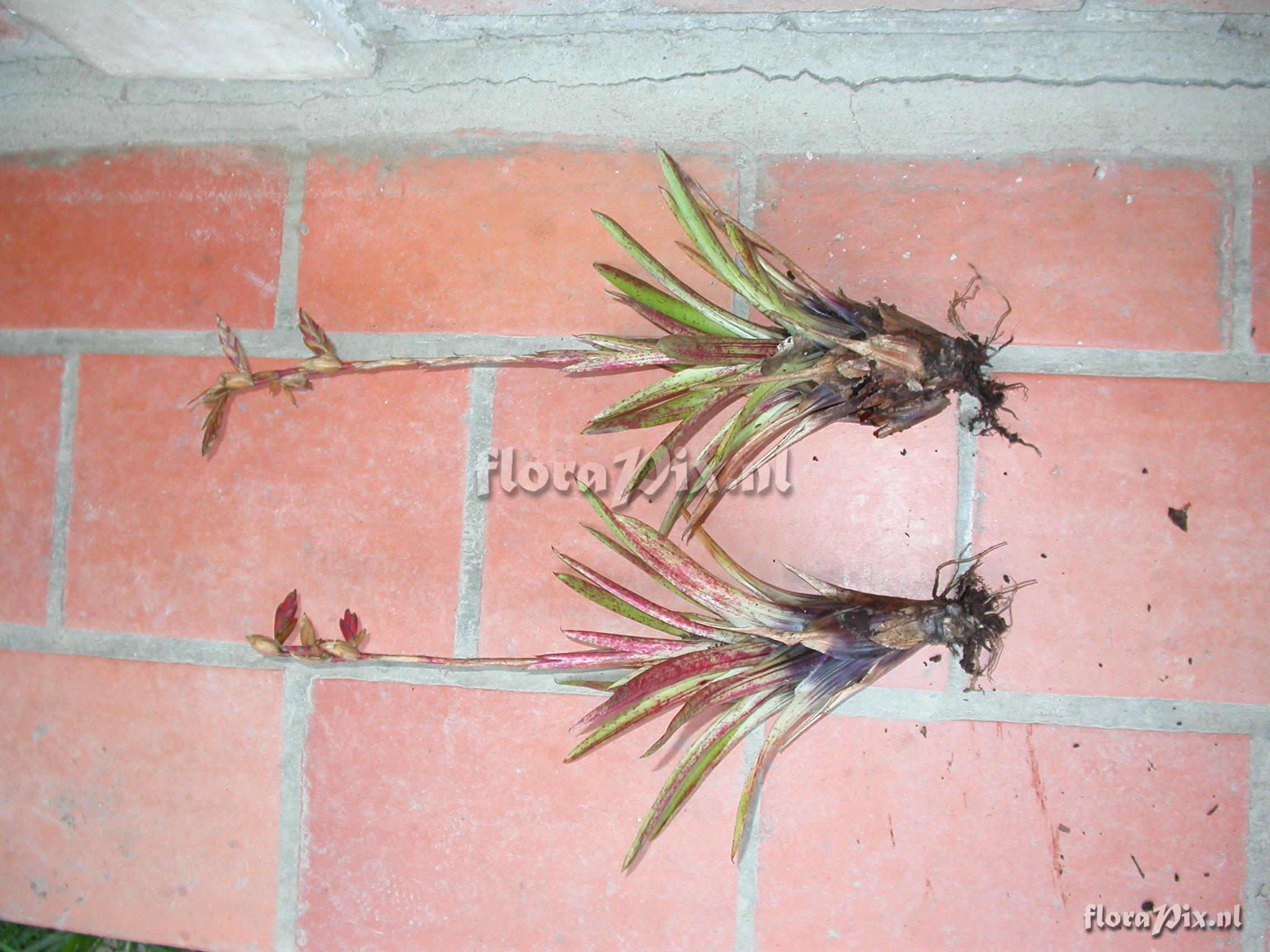 Tillandsia bongarana L.B.Sm.