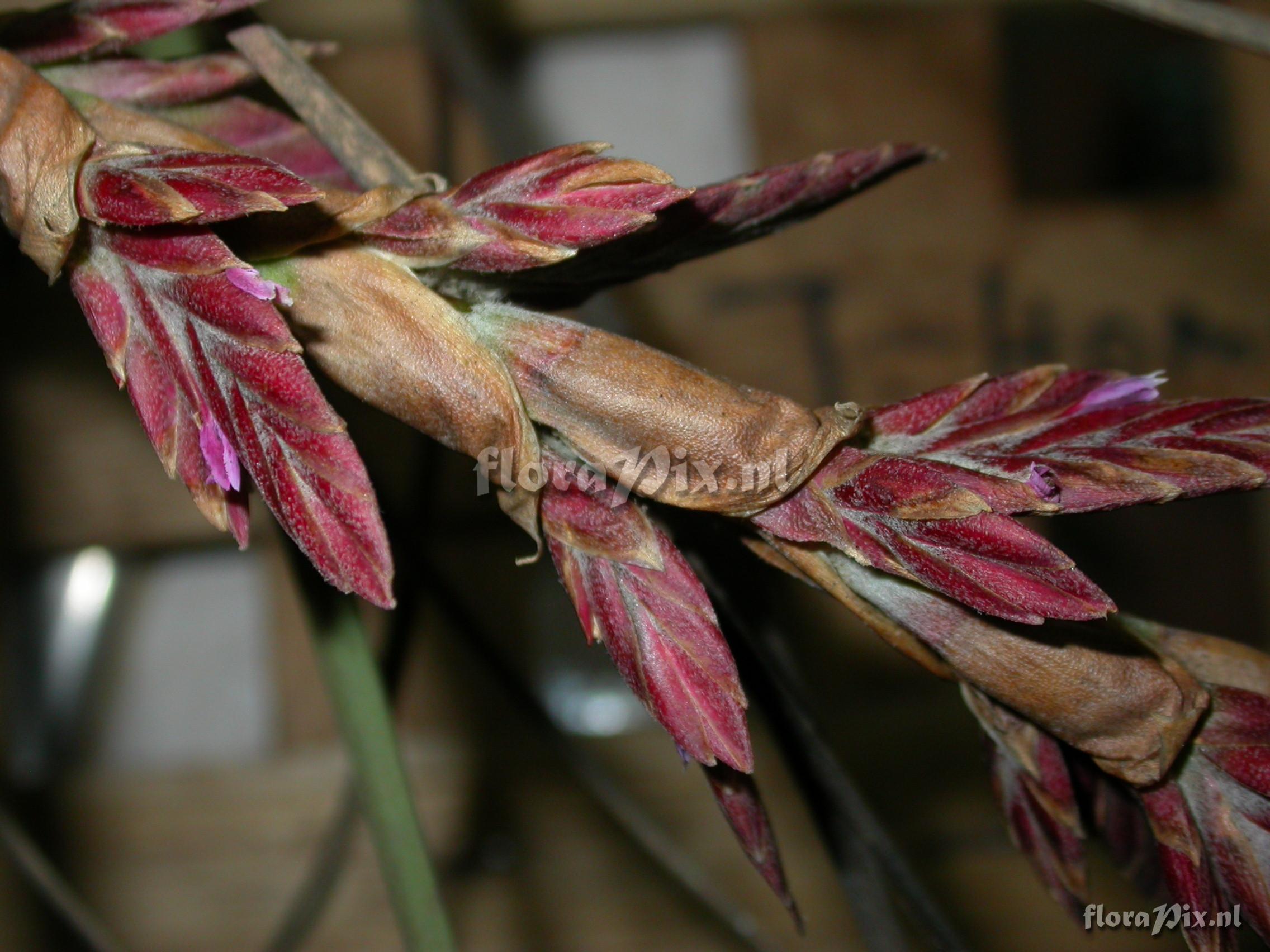 Tillandsia engleriana Wittm.