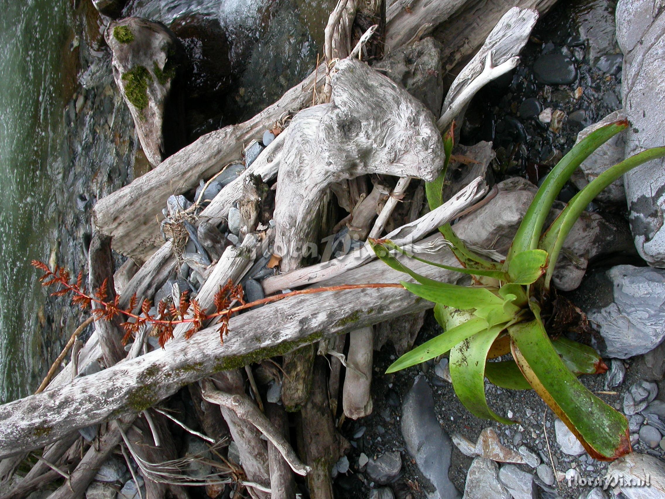 Tillandsia truncata L.B. Sm. var. major H. Luther 