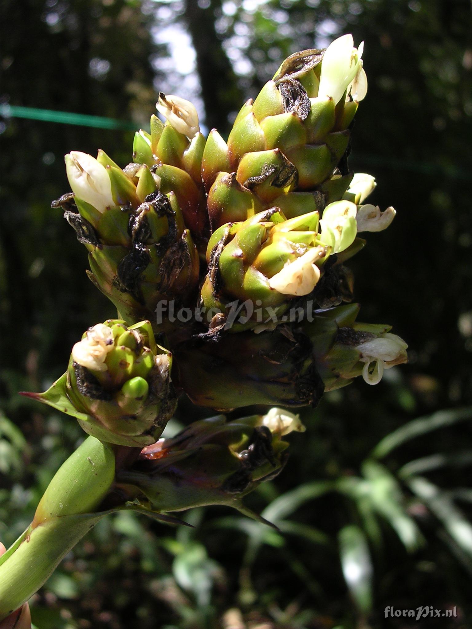 Guzmania confusa L.B. Sm.