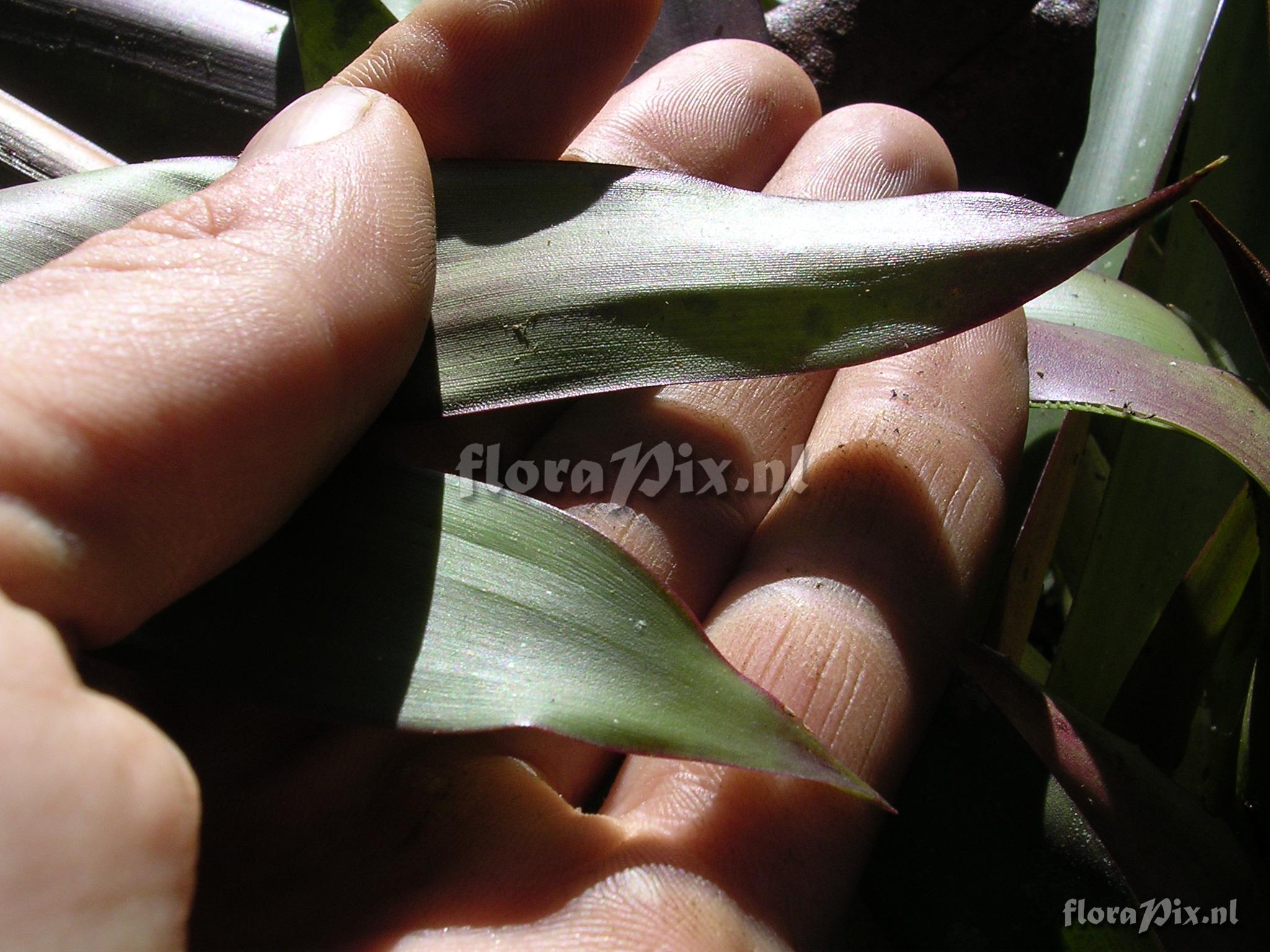 Guzmania confusa L.B. Sm.