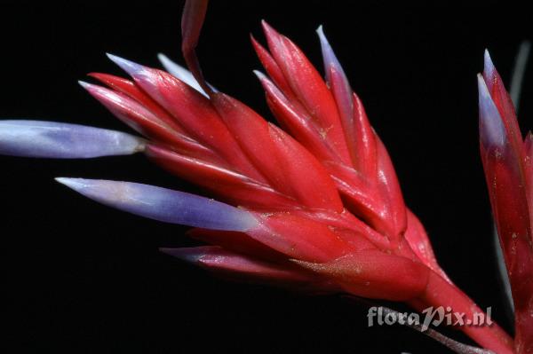 Tillandsia chlorophylla