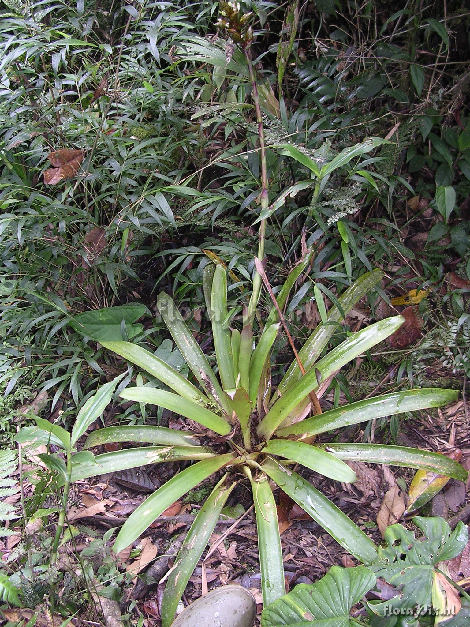 Guzmania confusa L.B. Sm.