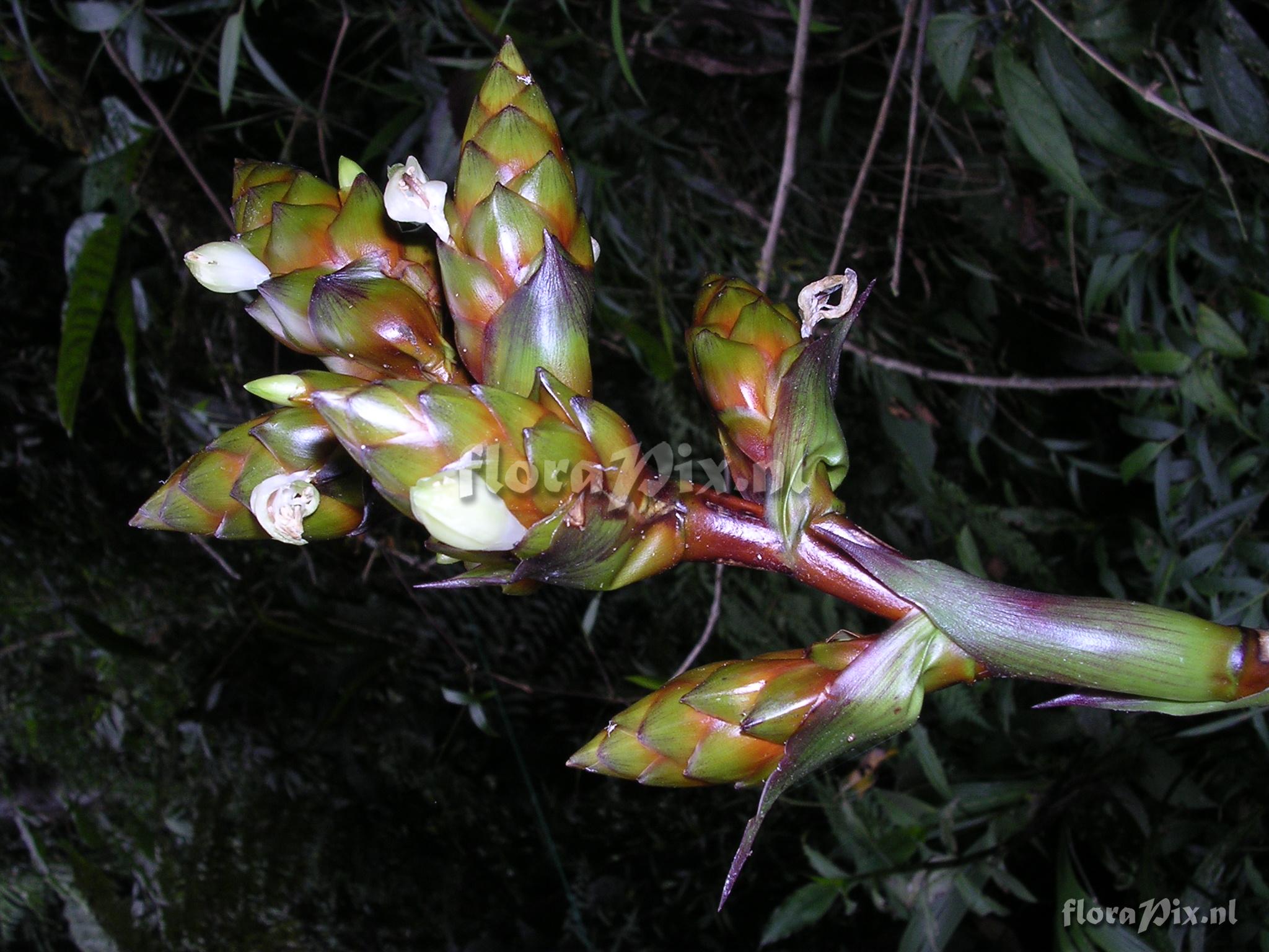 Guzmania confusa L.B. Sm.