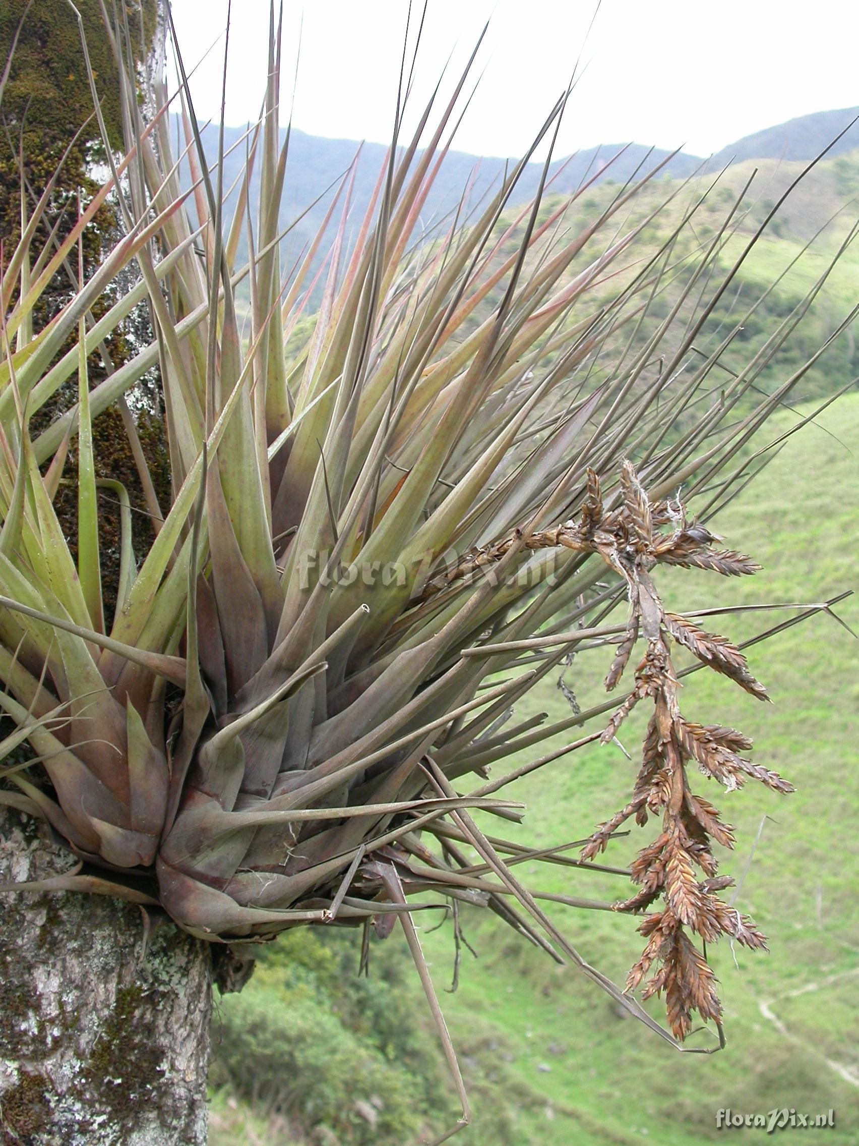 Vriesea appendiculata 