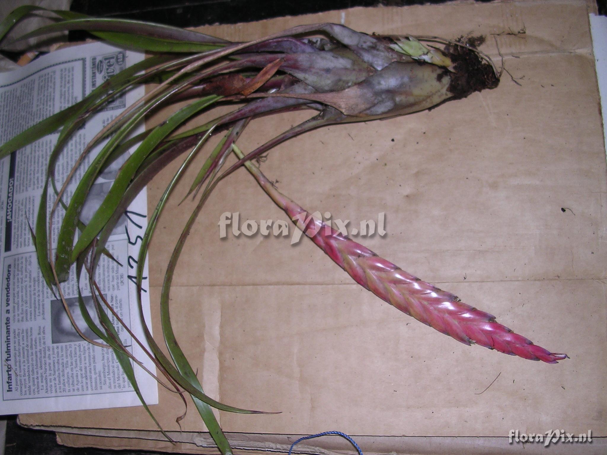 Tillandsia rhodosticta L.B. Sm.