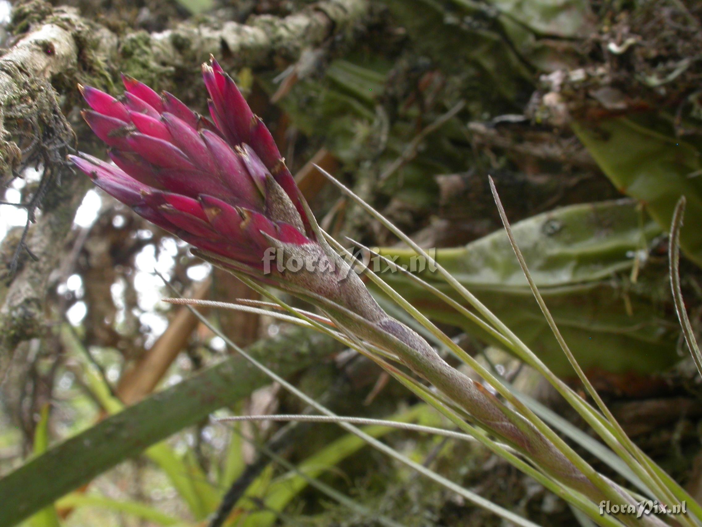 Tillandsia floribunda Kunth