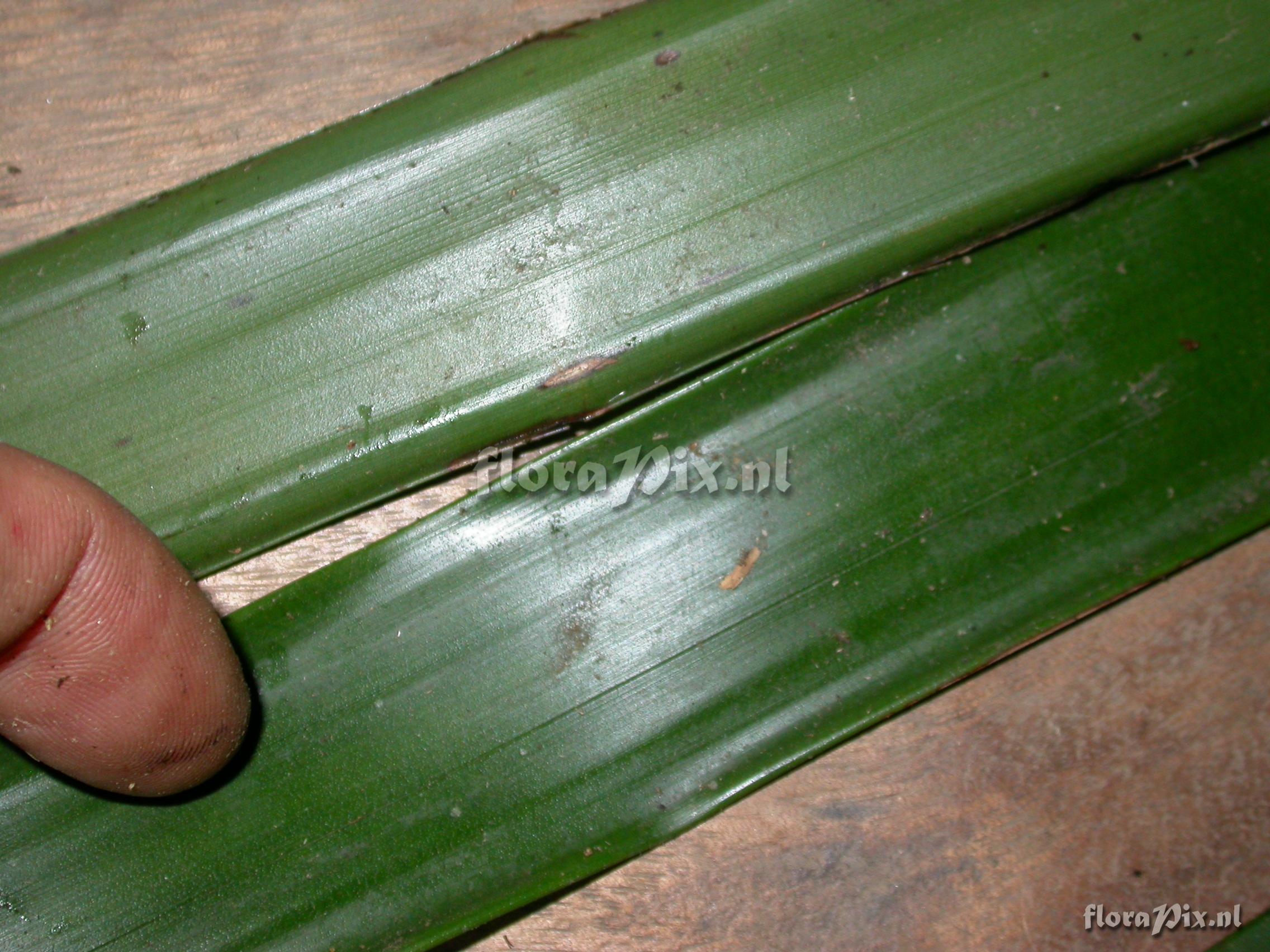 Guzmania morreniana 