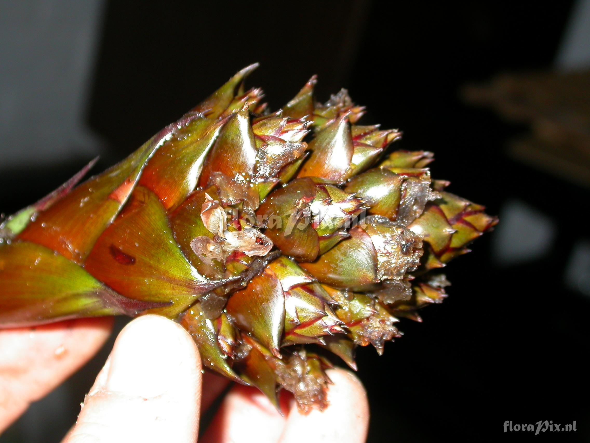 Guzmania morreniana 