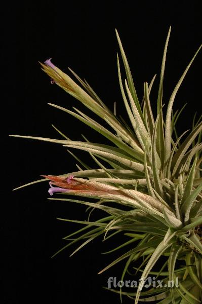 Tillandsia cochabambae