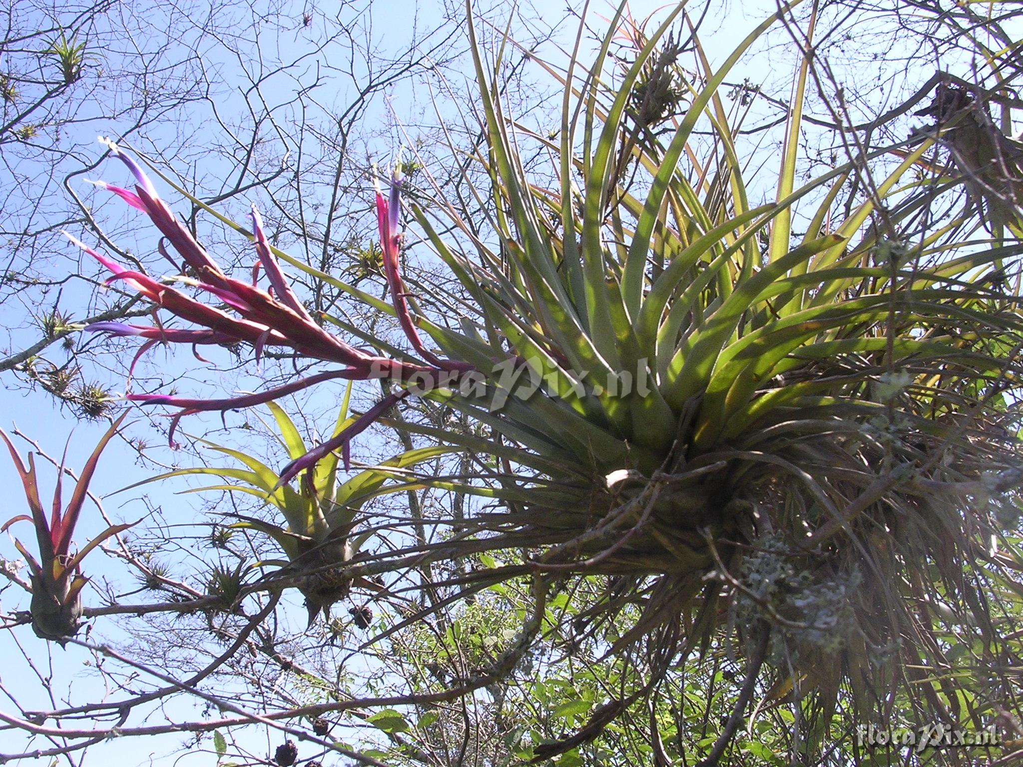 Tillandsia flagellata L.B. Sm.