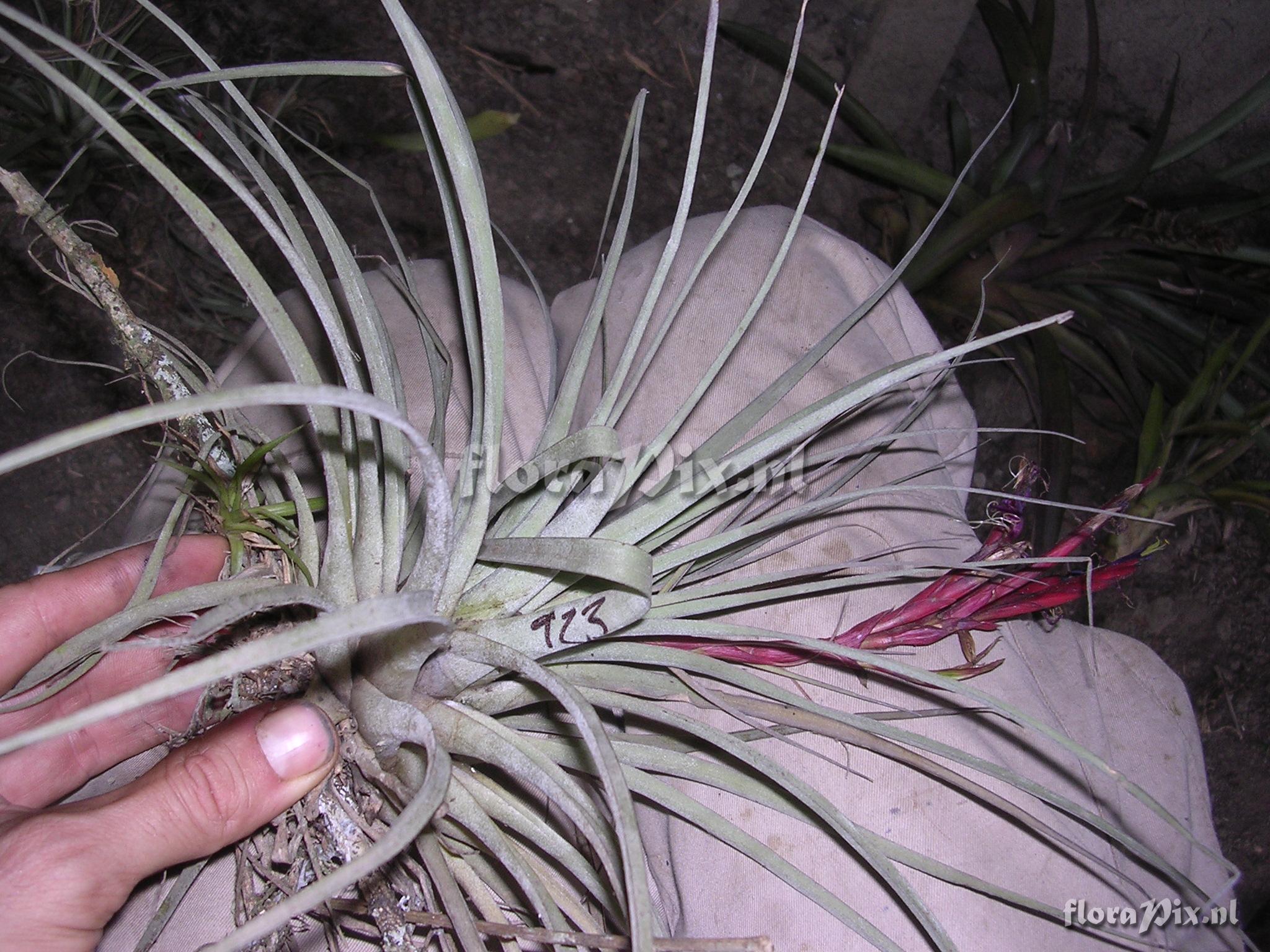 Tillandsia flagellata L.B. Sm.