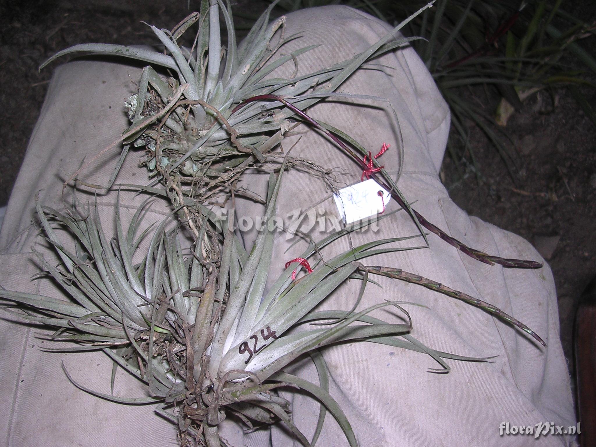 Tillandsia trichoglochinoides C. Presl